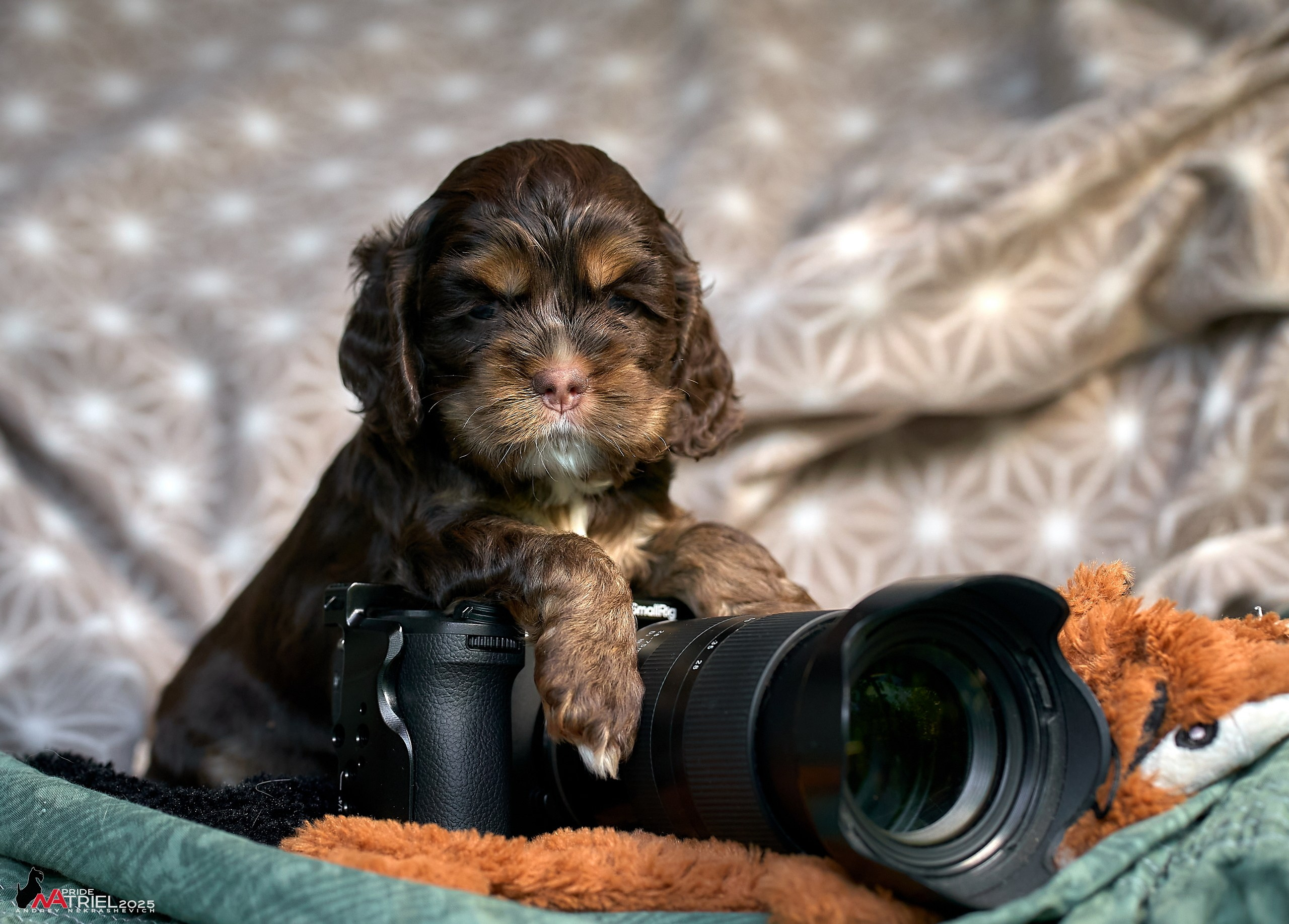 Щенки АмКокеров