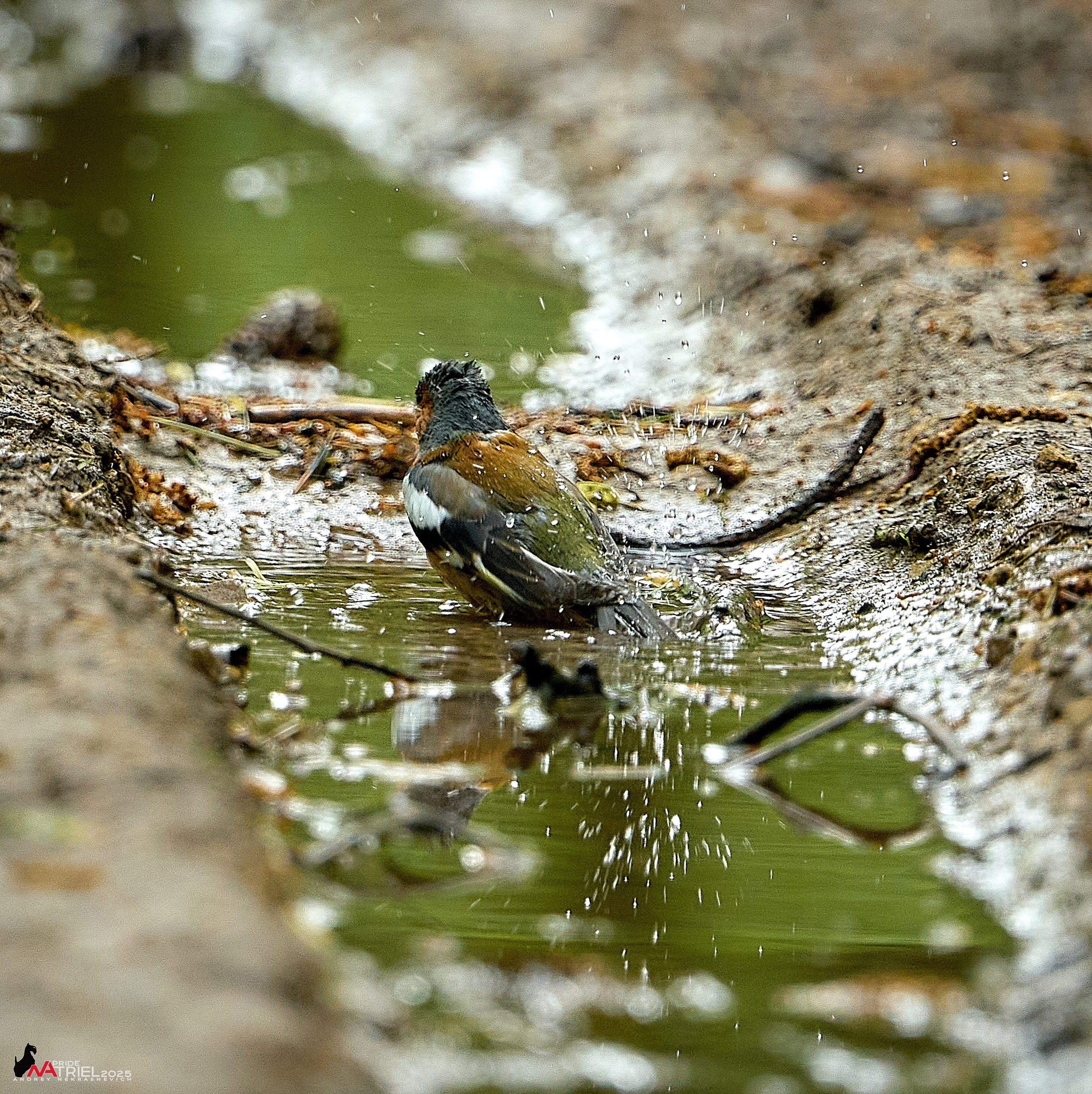 Съемка в майском лесу