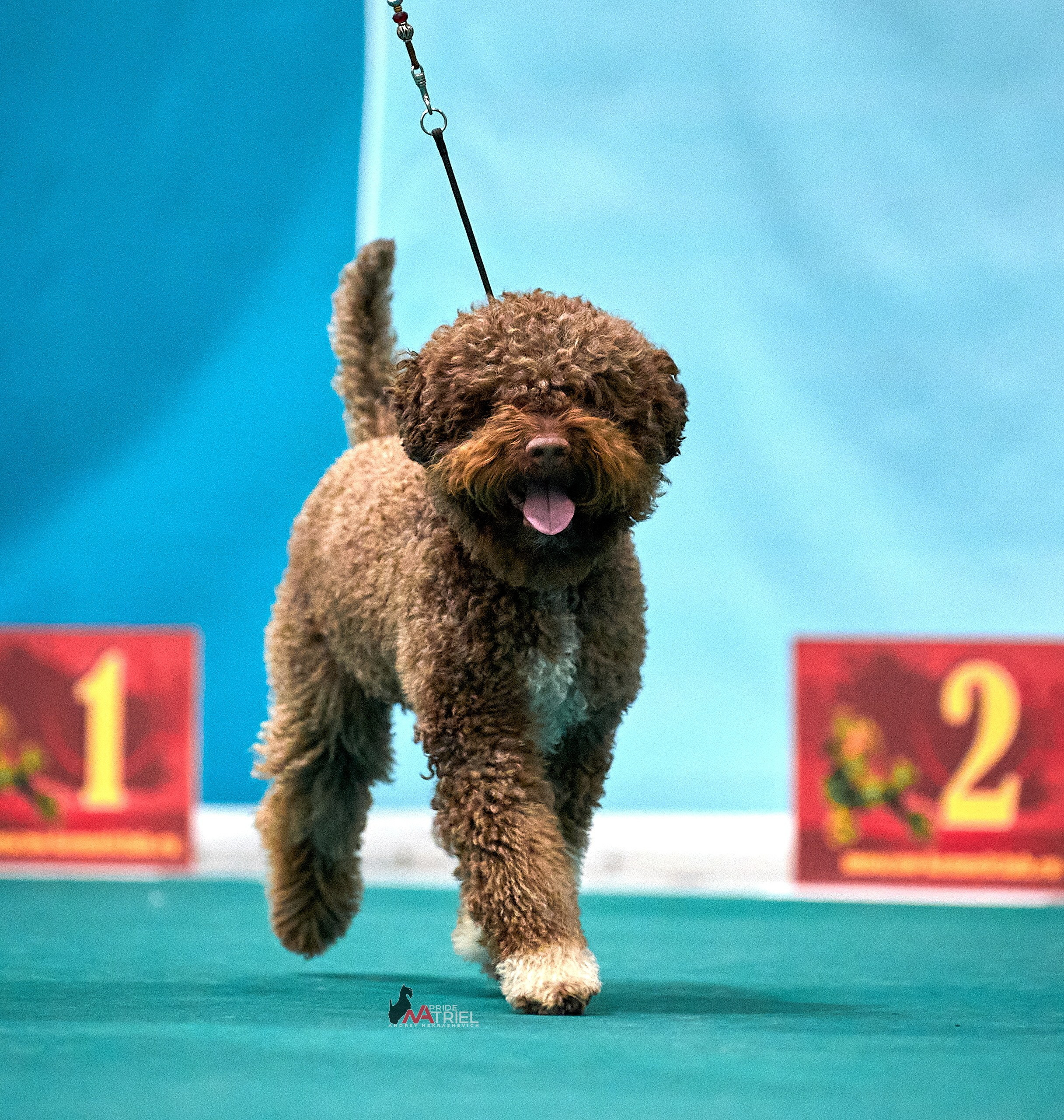 Работа в рингах — галерея NATRIEL