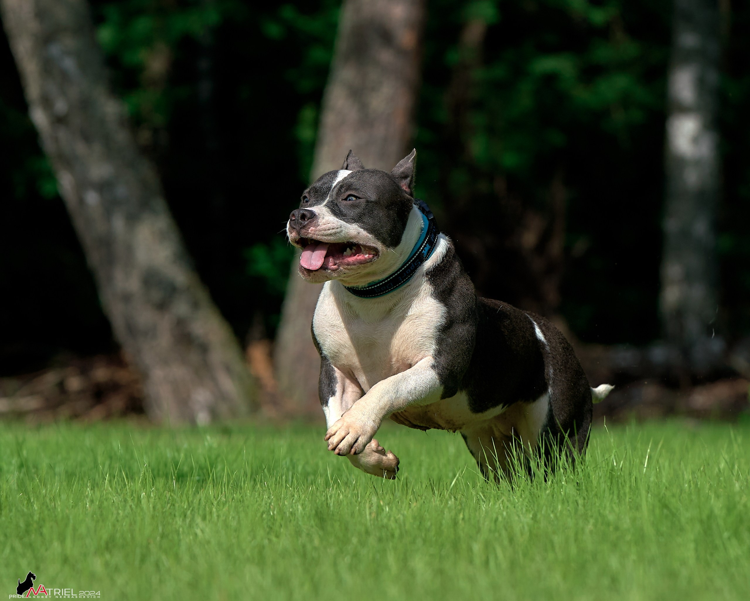 Фотопрогулка с булли