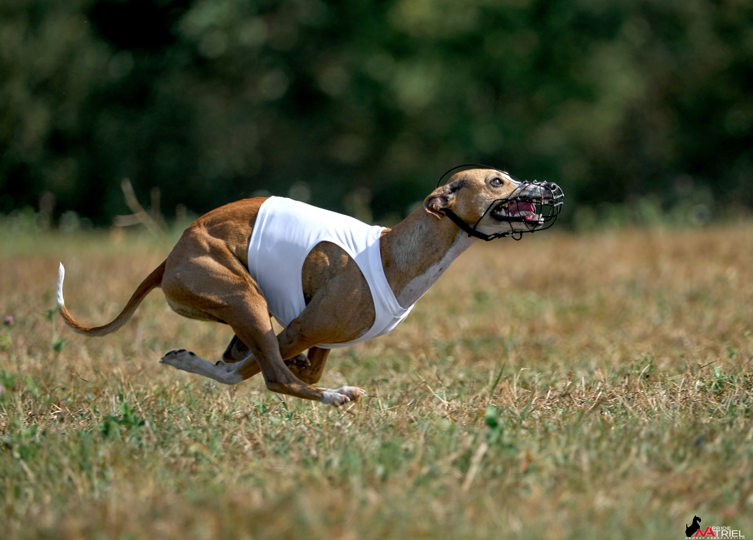 Съемка курсинг — галерея NATRIEL