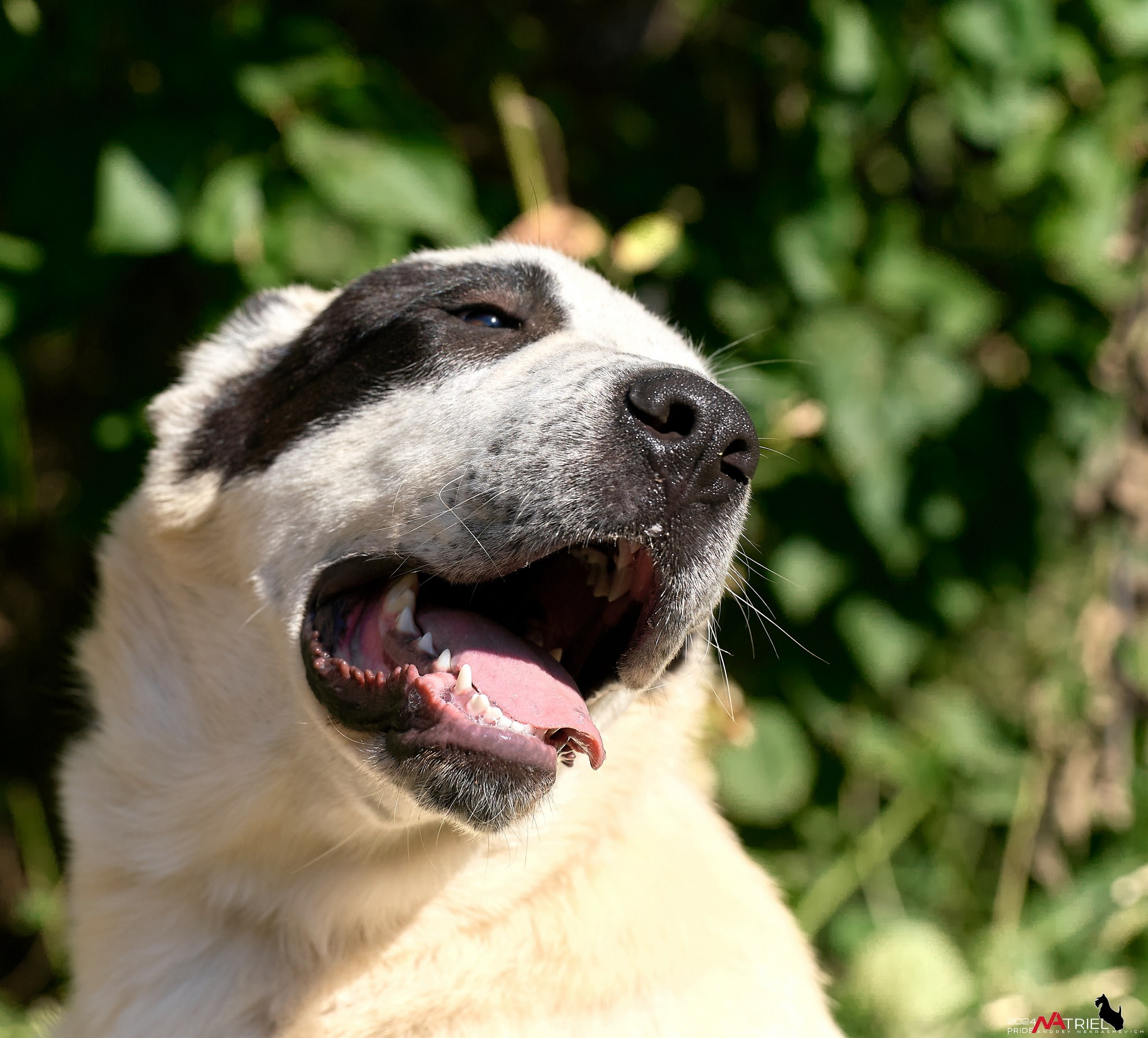 Съемка собак в питомнике