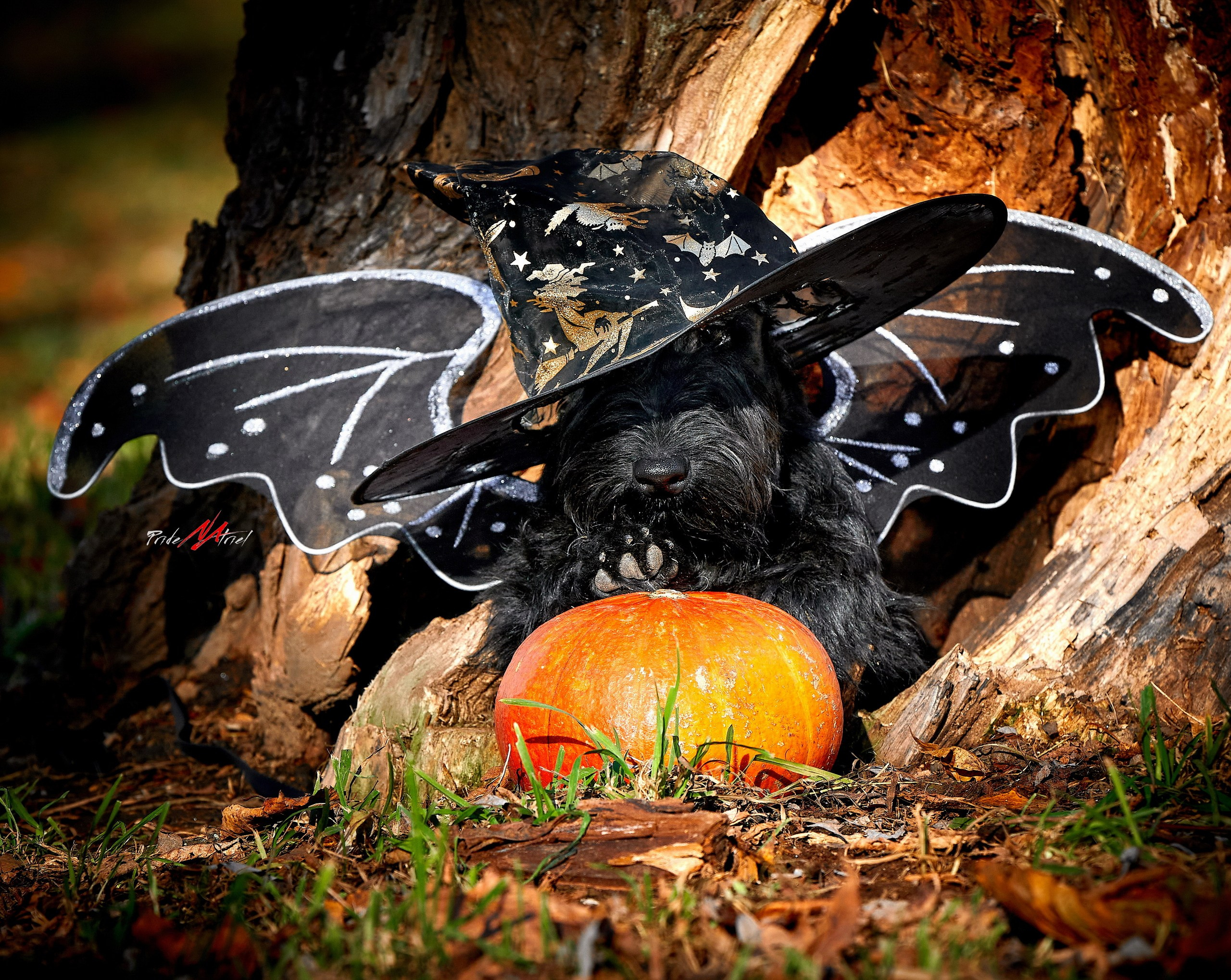 Портреты собак — галерея NATRIEL