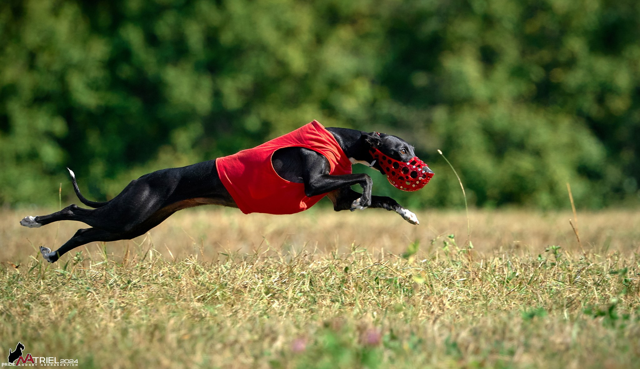 Курсинг в Иволге