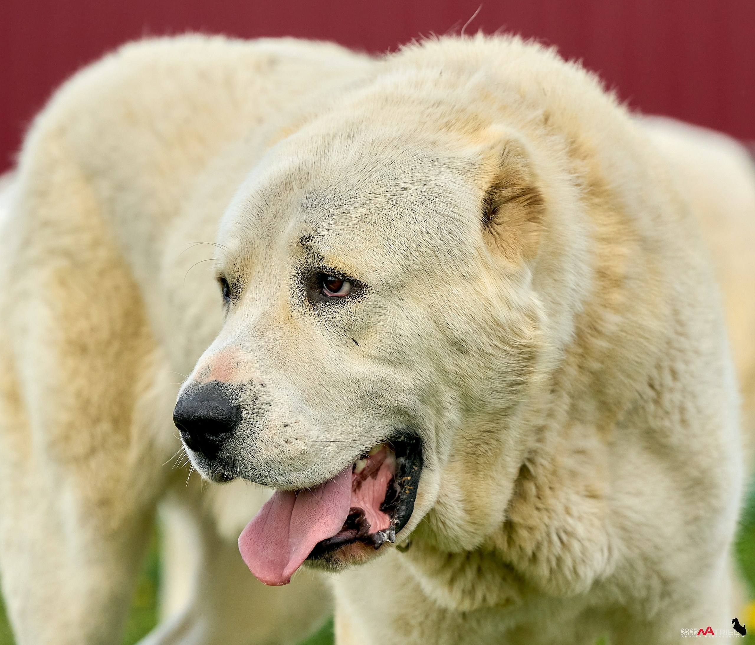 Съемка в питомнике