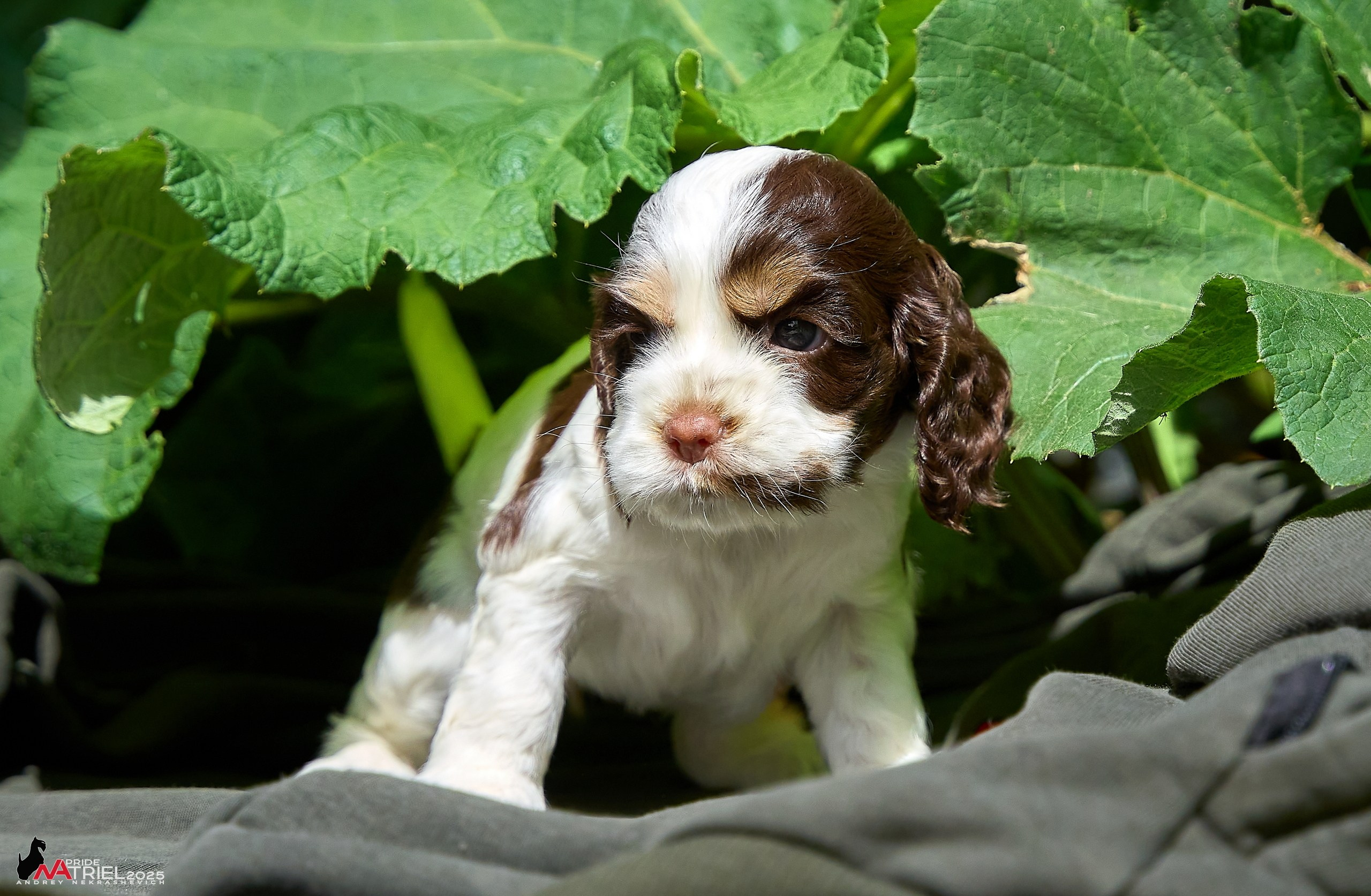 Щенки АмКокеров