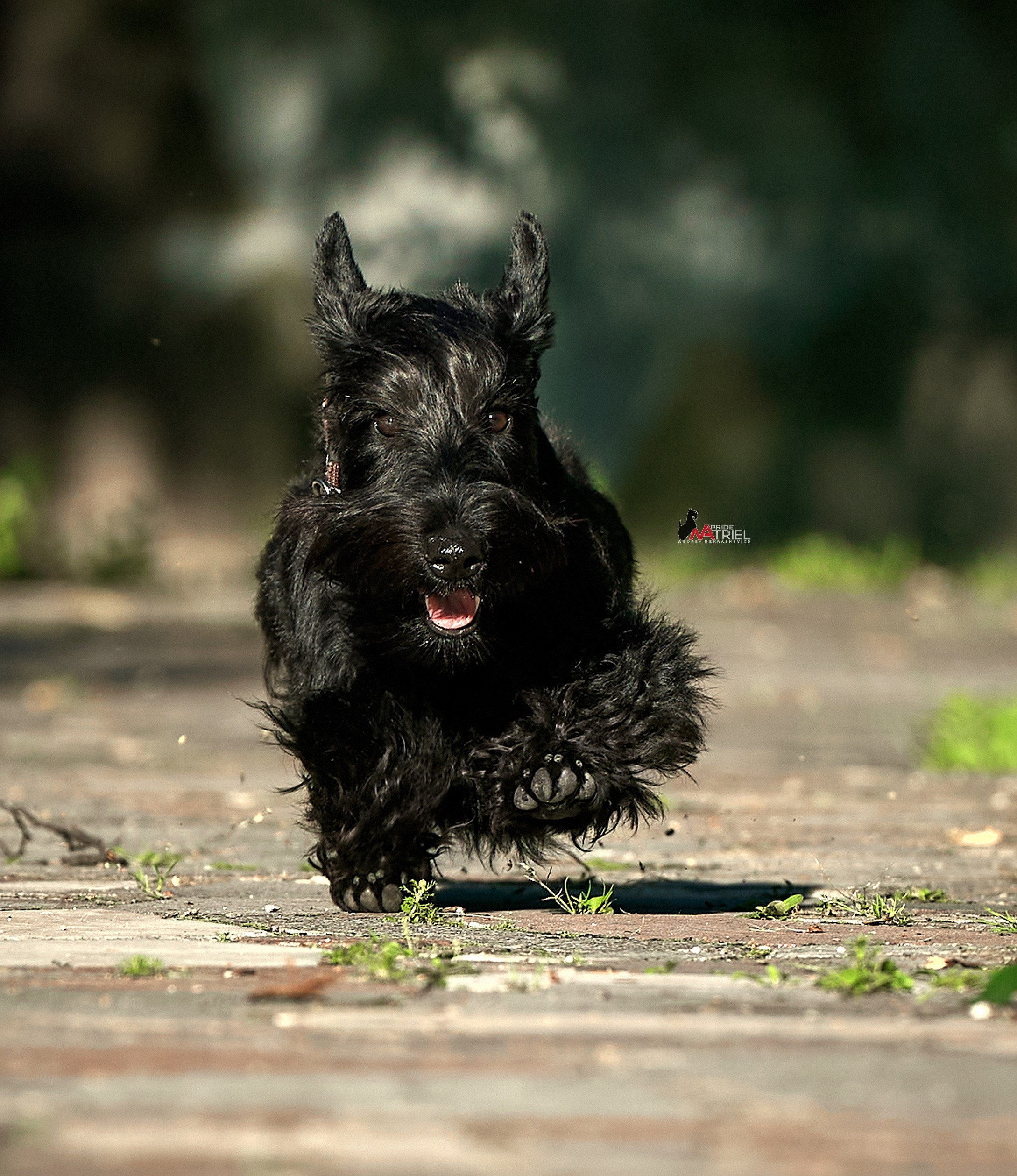 Прогулка в движении — галерея NATRIEL