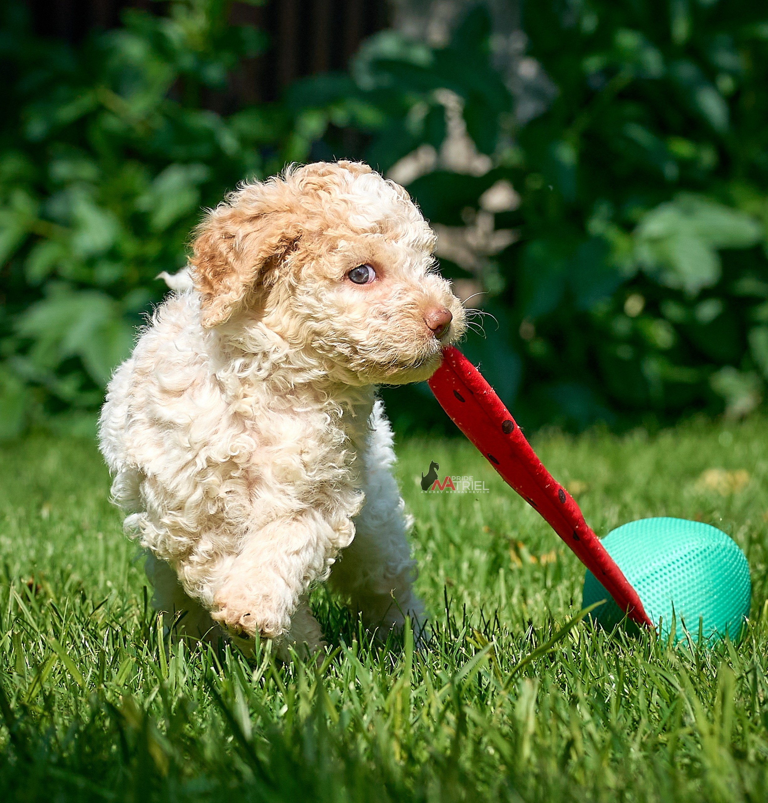 Щенки на прогулке — галерея NATRIEL