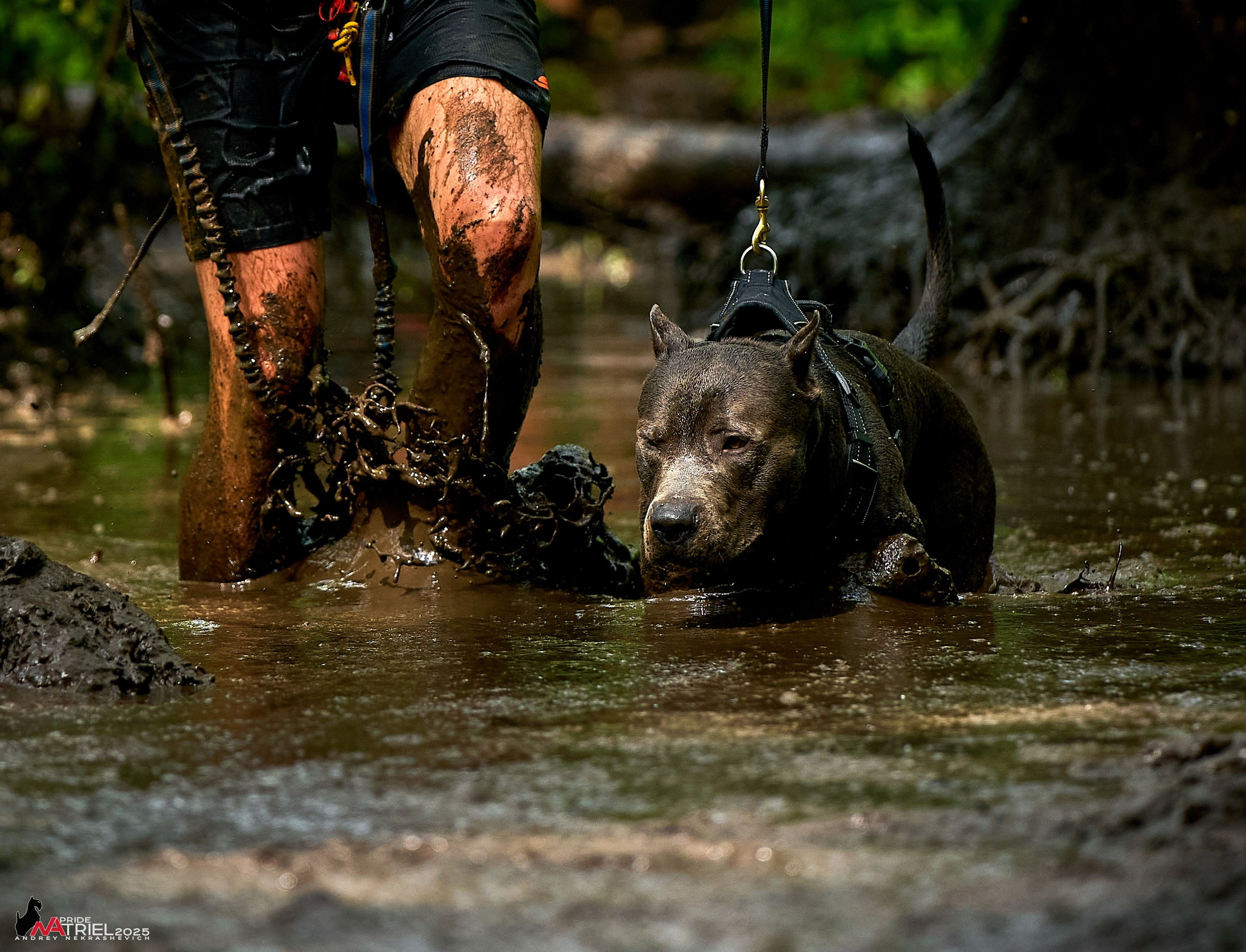 Russian Extreme Dog Trail — 2025