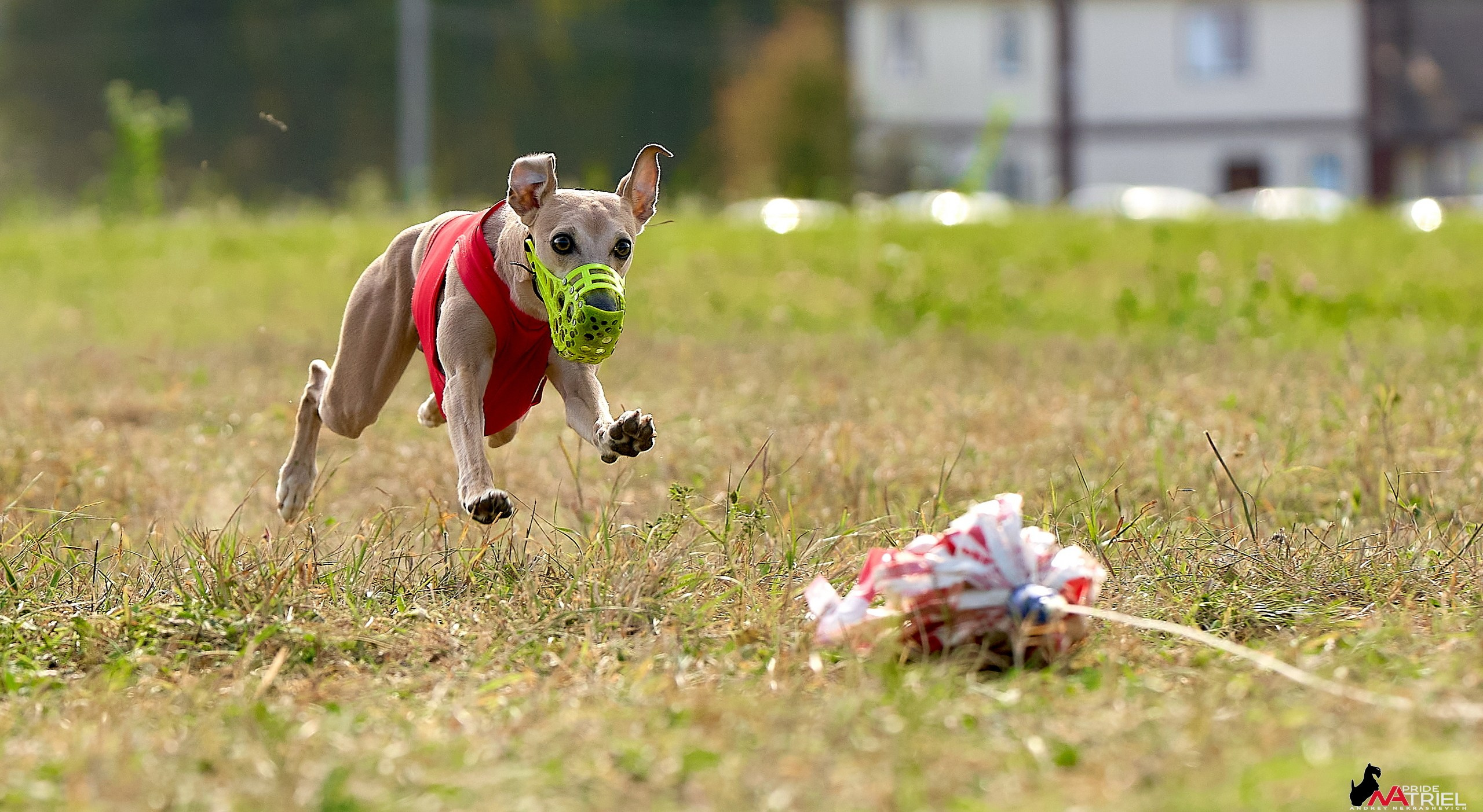 Съемка курсинг — галерея NATRIEL