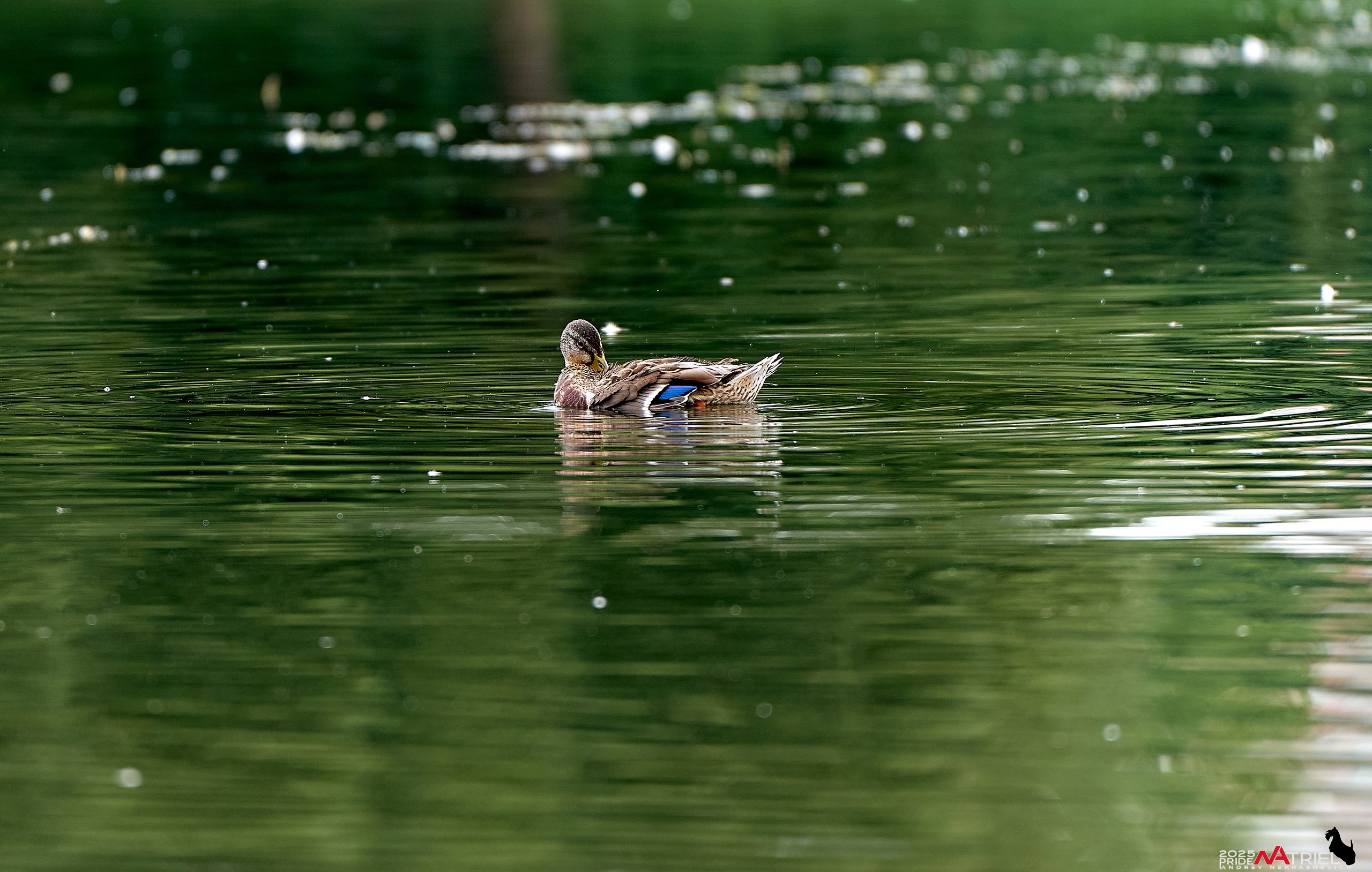 Утки на пруду
