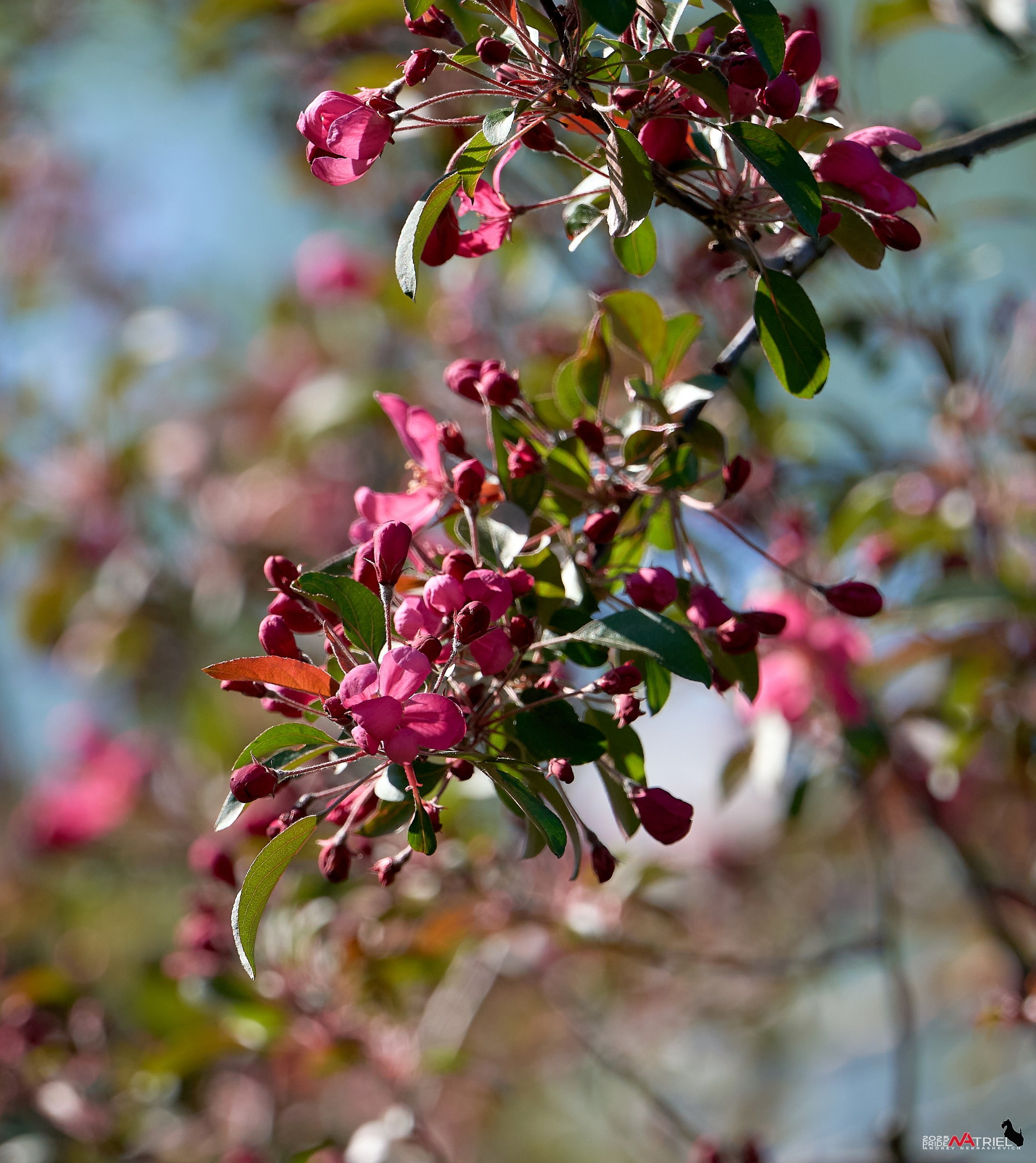 Птички и цветочки