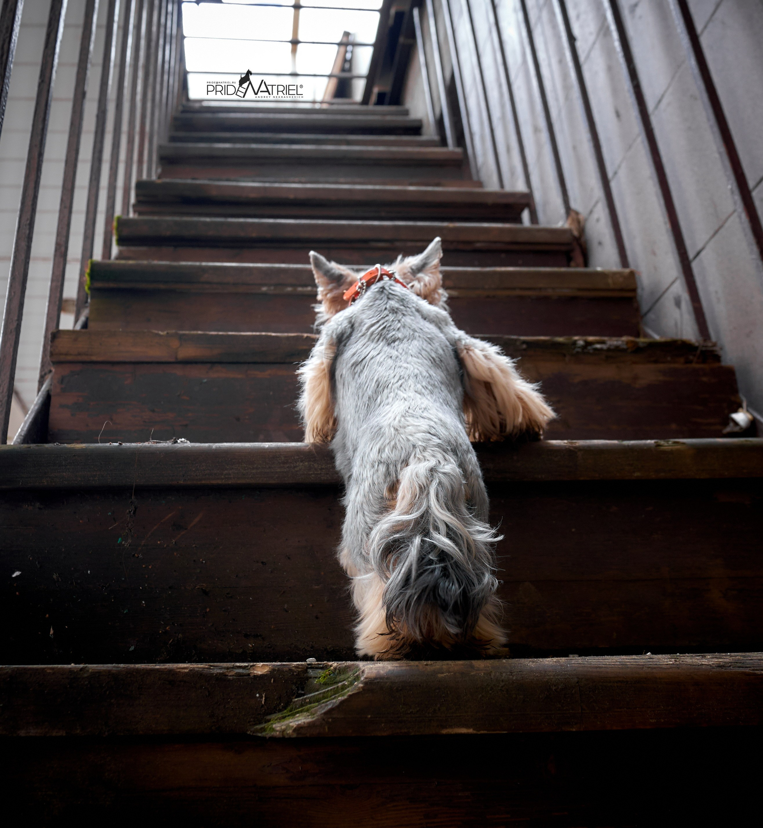 Йоркширский терьер Циля