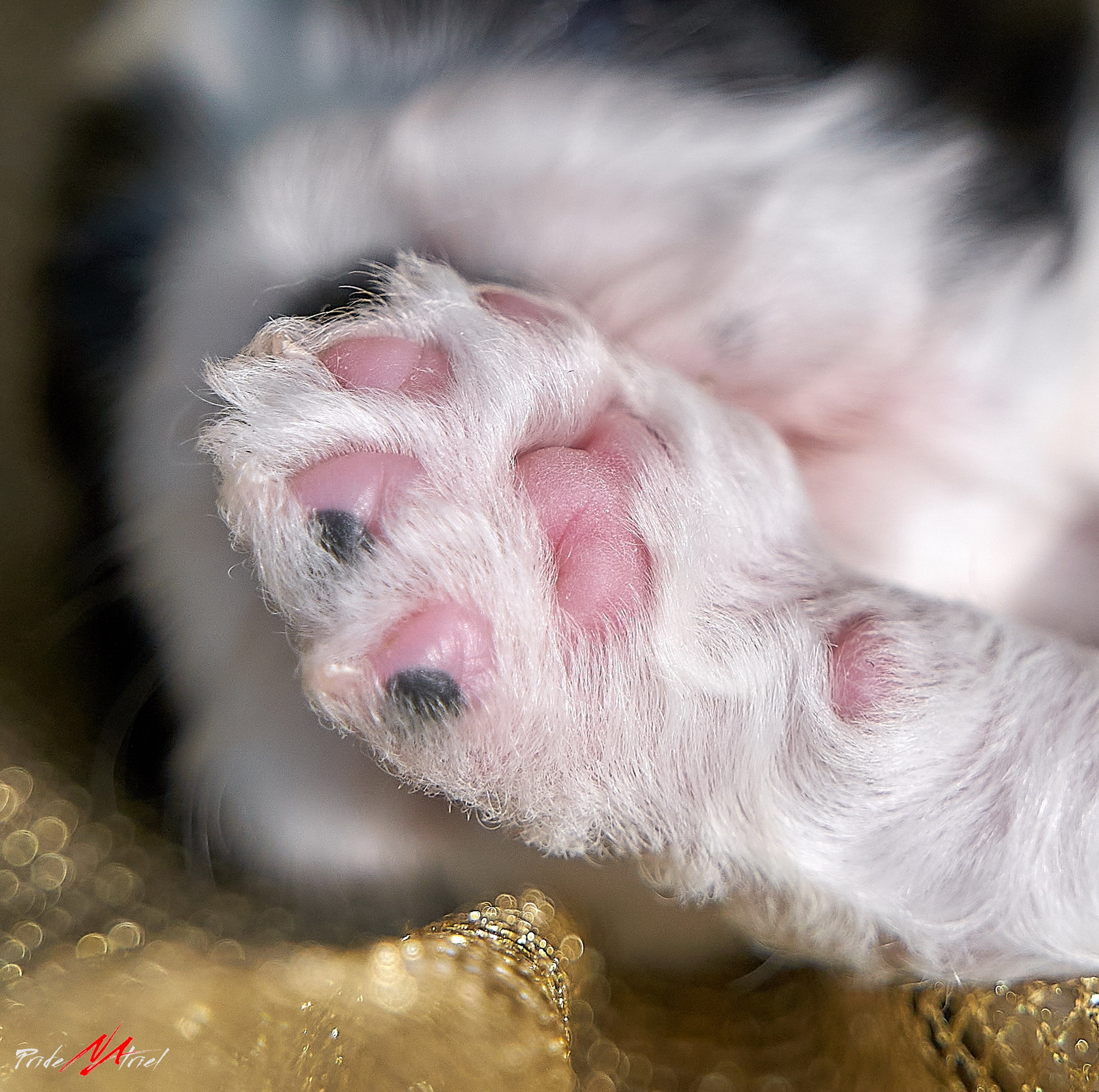 Щенки дома — галерея NATRIEL