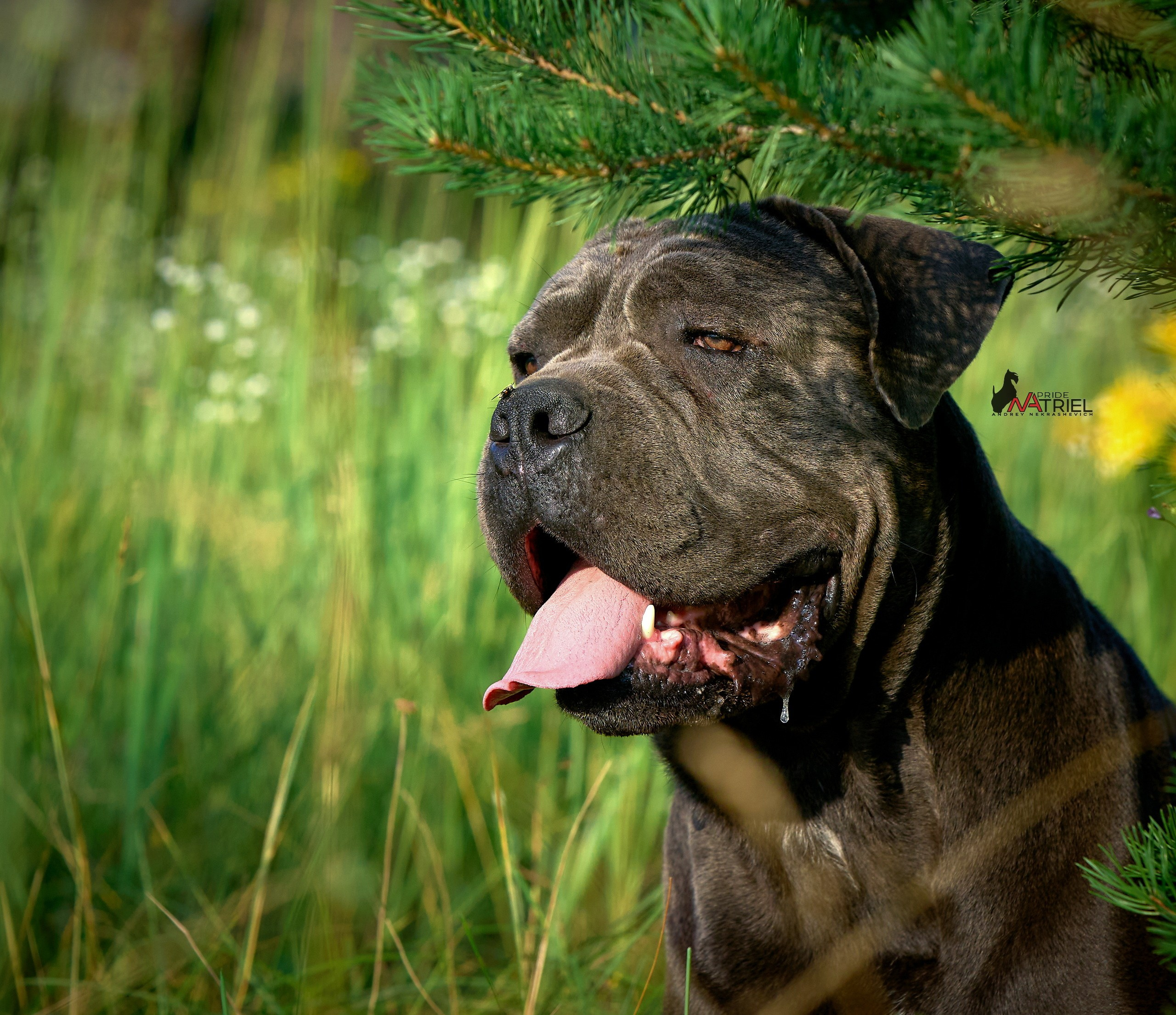 Портреты собак — галерея NATRIEL