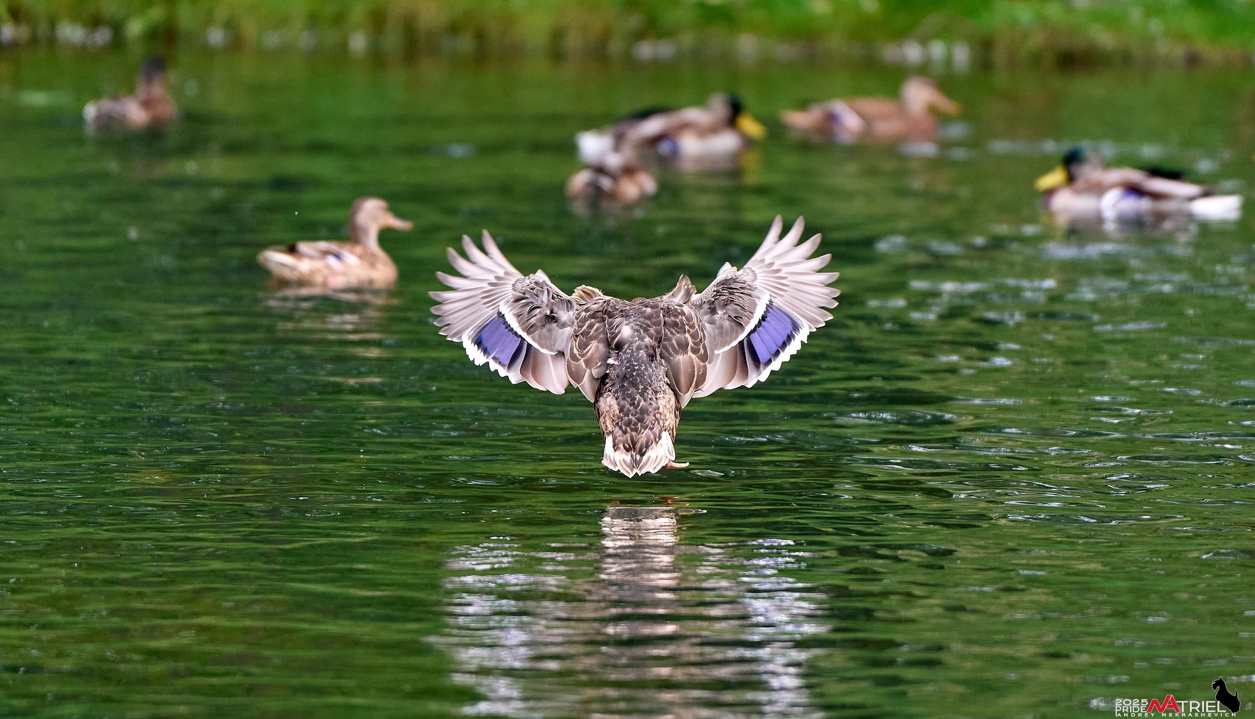 Утки на пруду