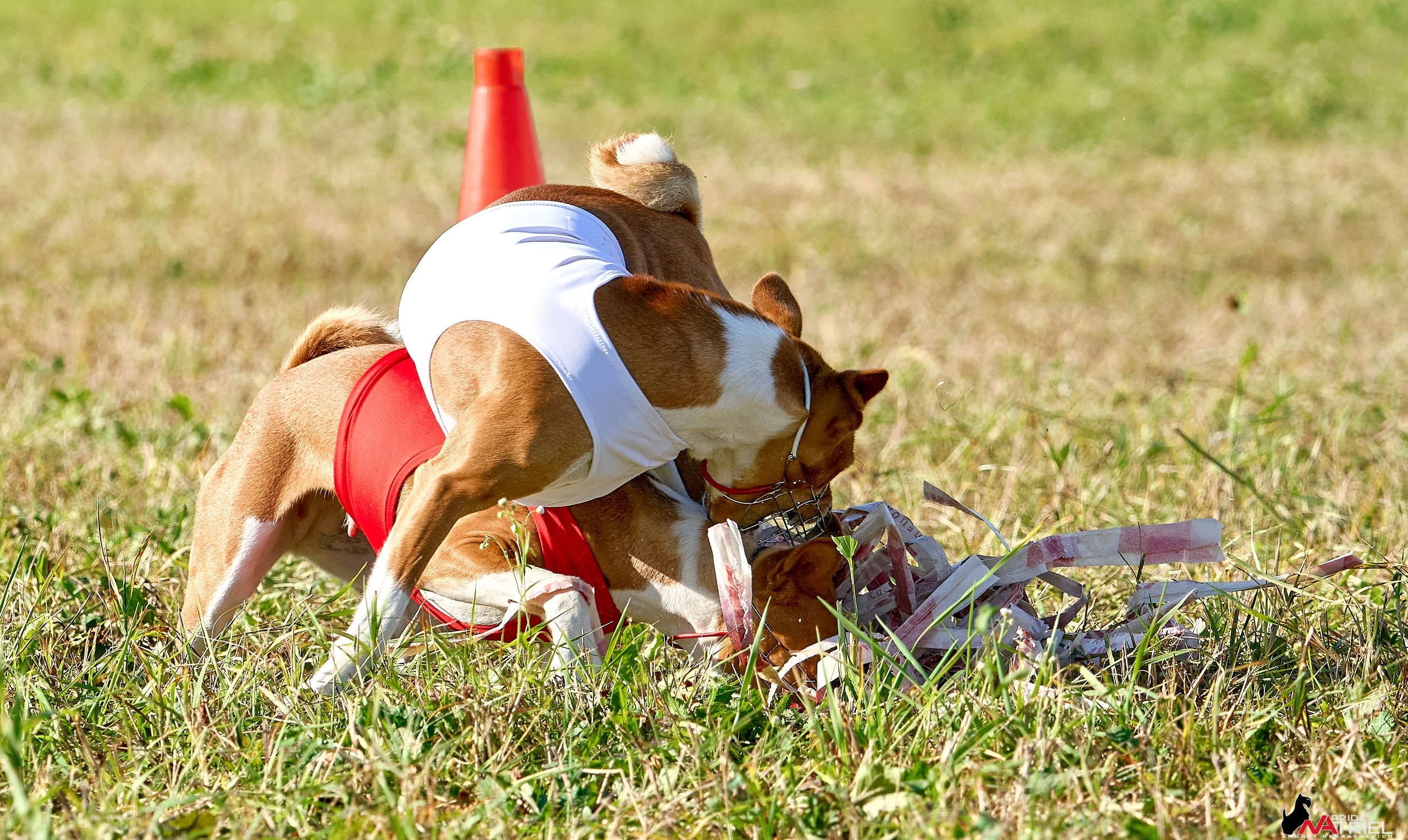 Съемка курсинг — галерея NATRIEL