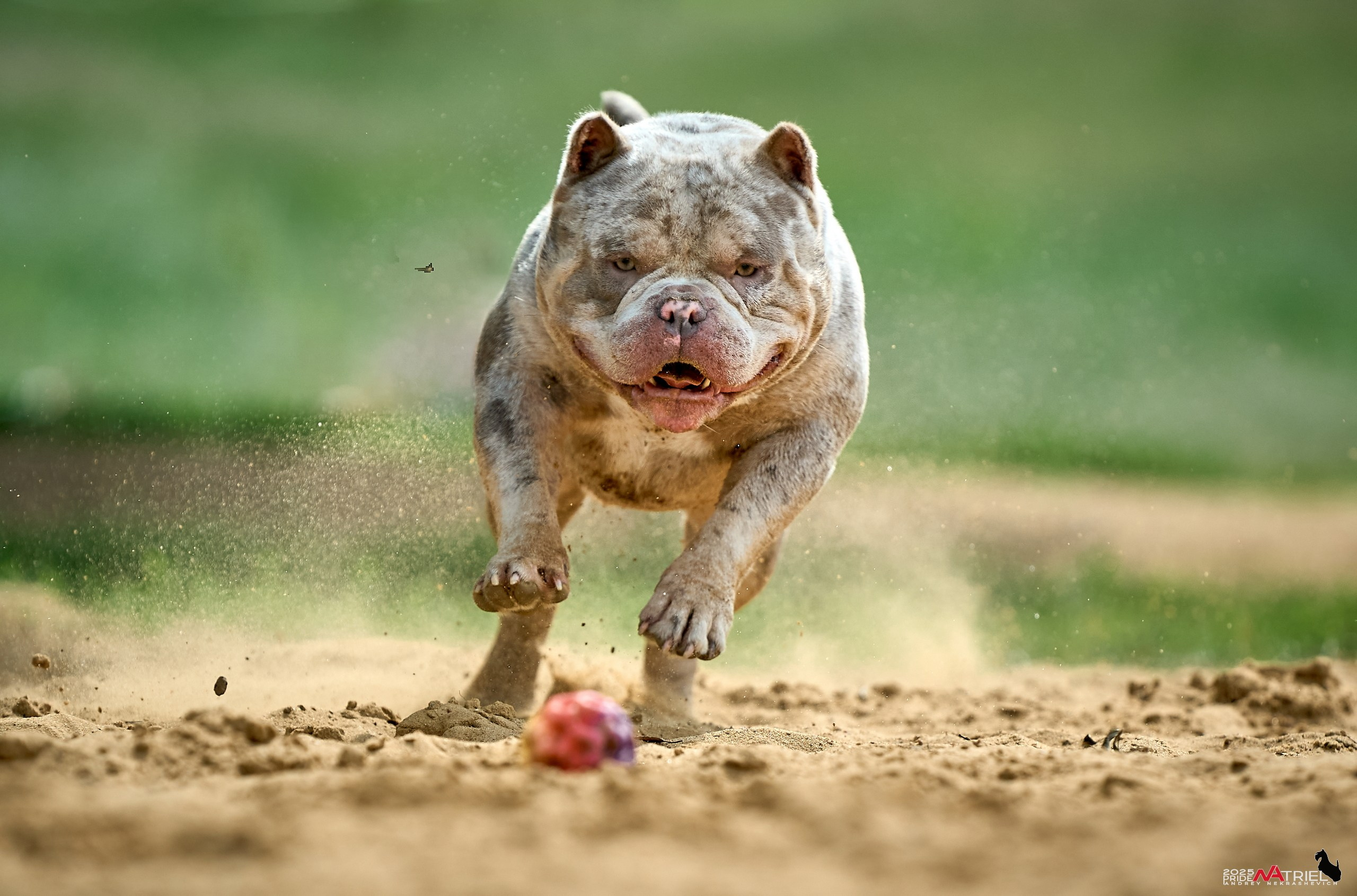 Съемка собак породы булли на природе