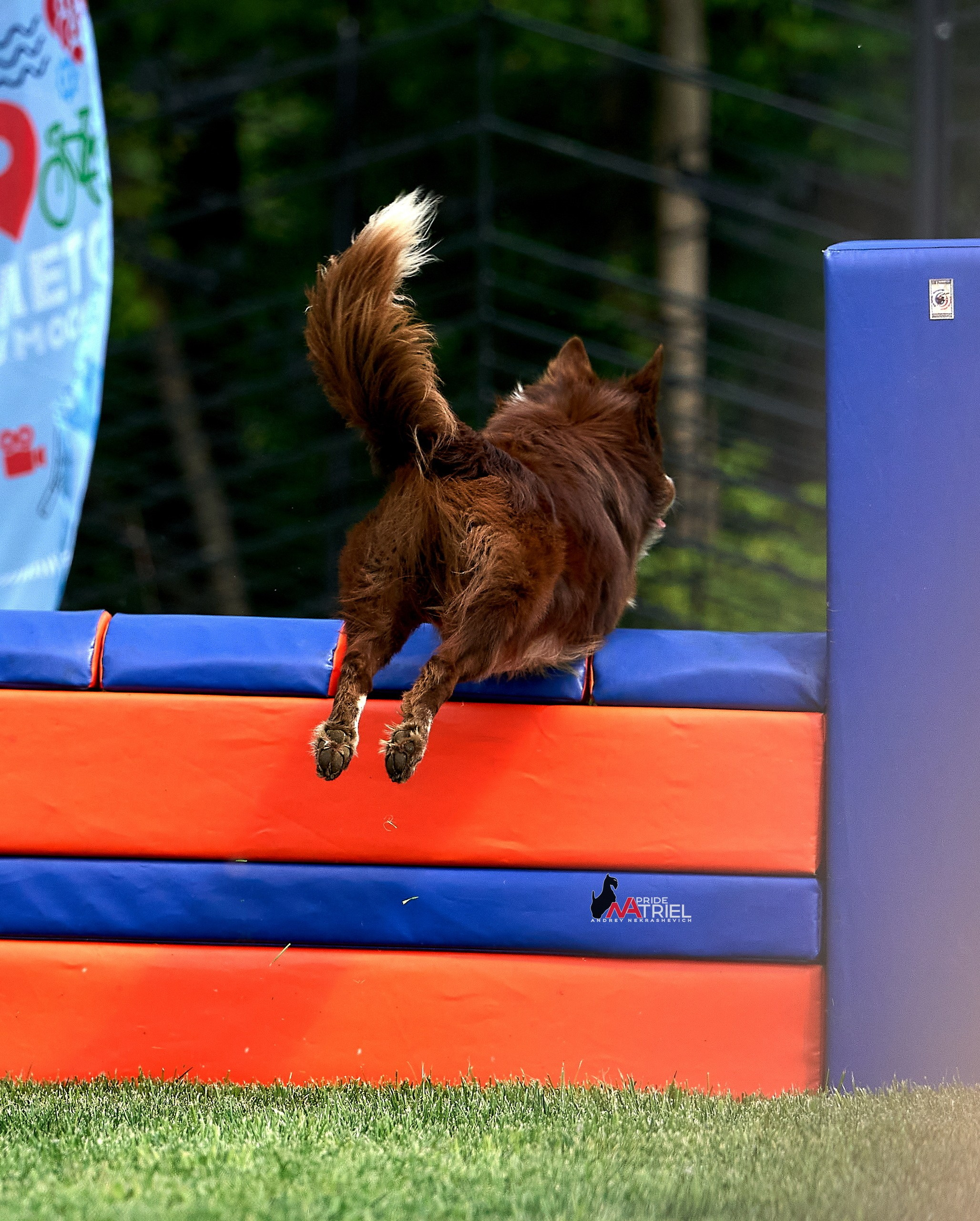 Аджилити — галерея NATRIEL