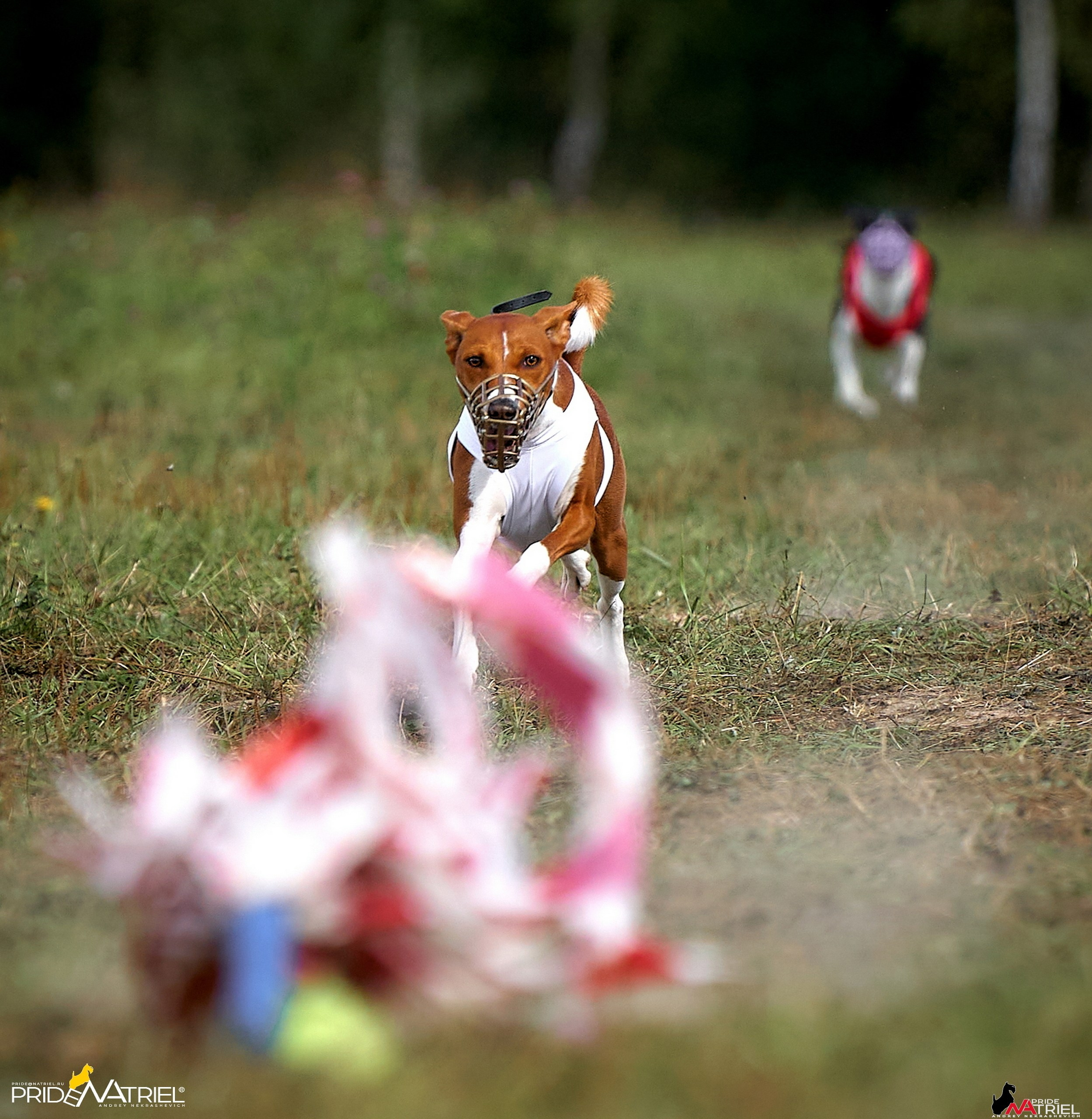 Съемка курсинг — галерея NATRIEL