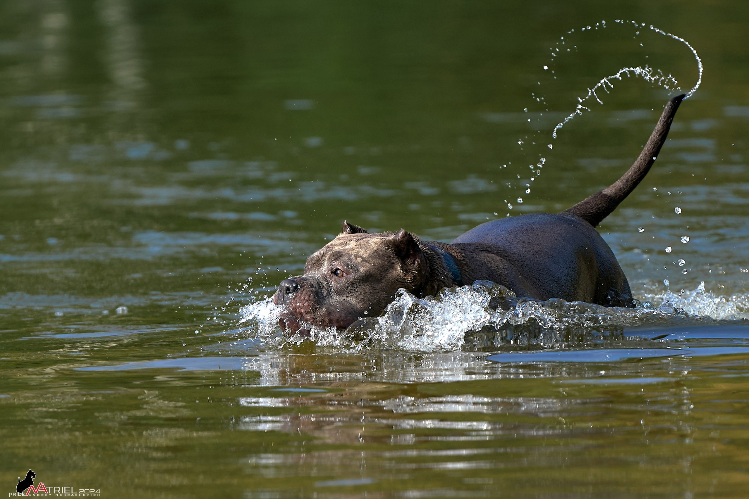 Фотопрогулка с булли