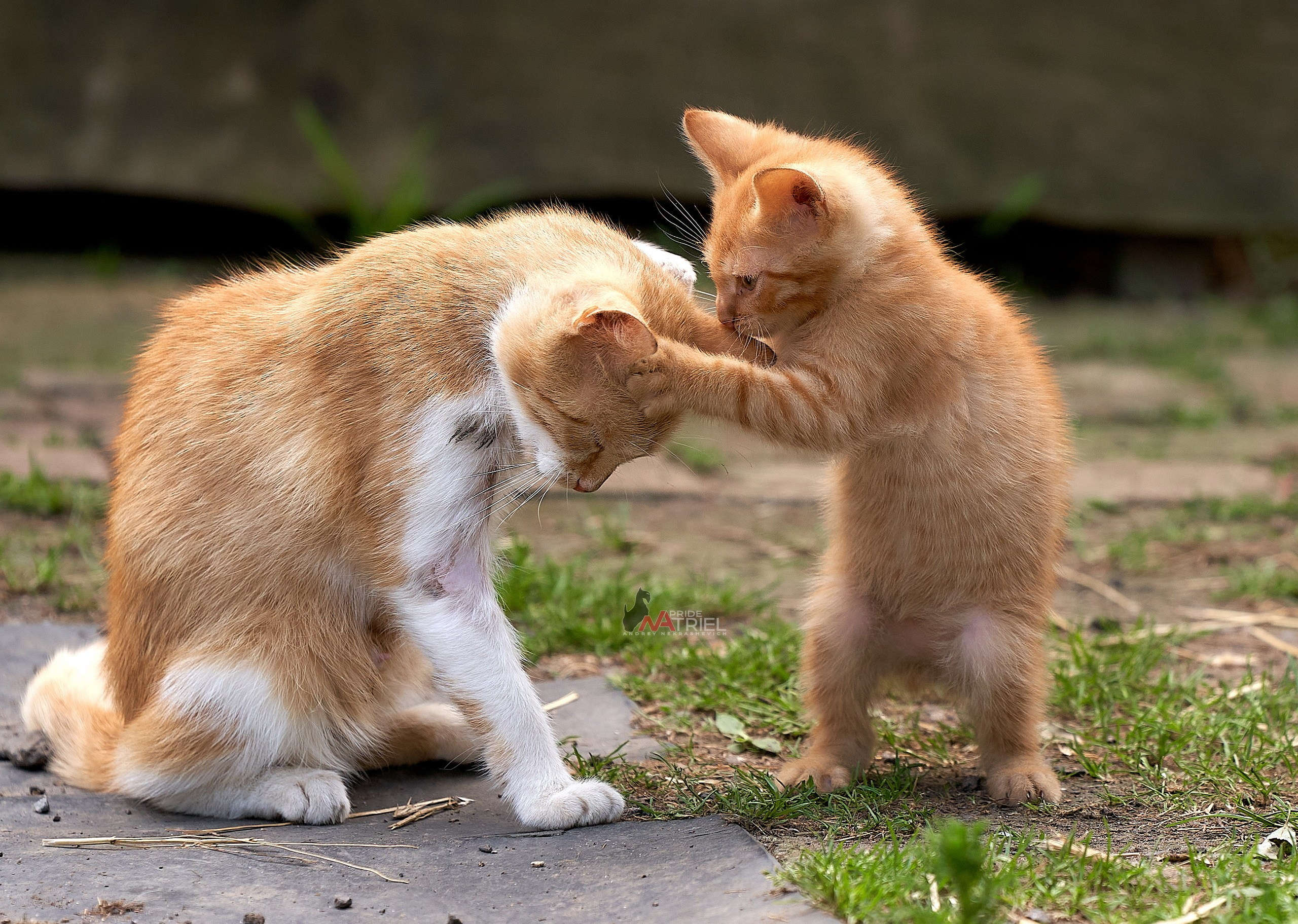 Домашние кошки — галерея NATRIEL