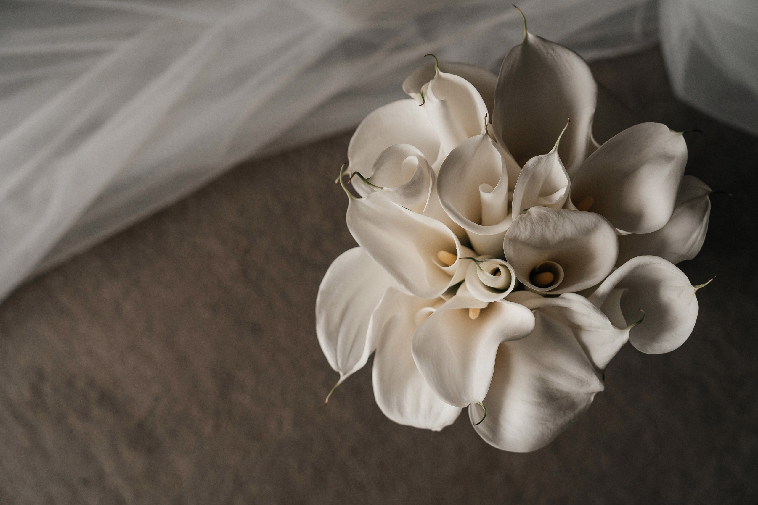 Давид & Александра. Lokos.pro Ник Соколов Фото и Видео Москва/Ростов-на-Дону