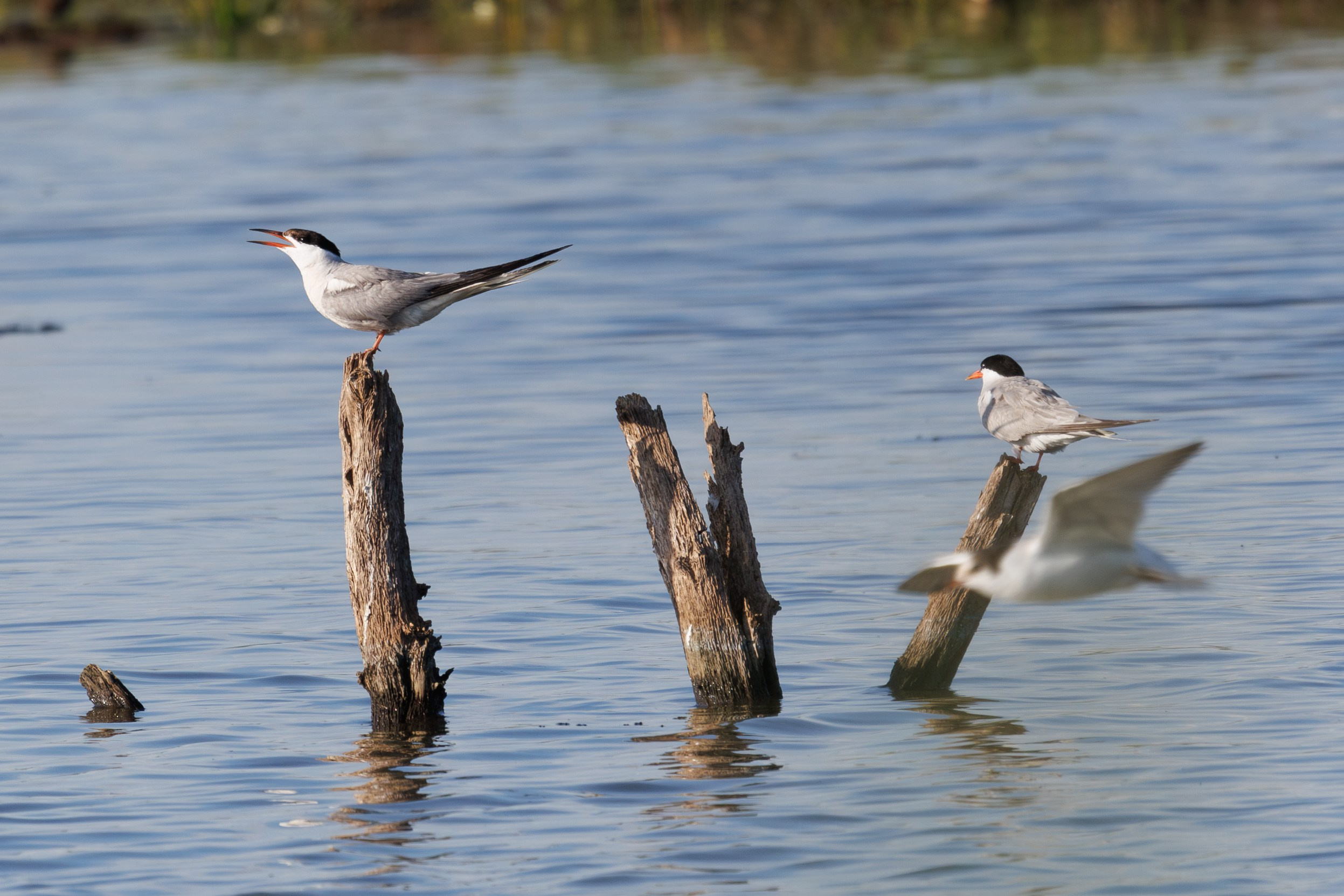 Птицы Москворецкого пойменного заказника. Птицы парков г. Люберцы