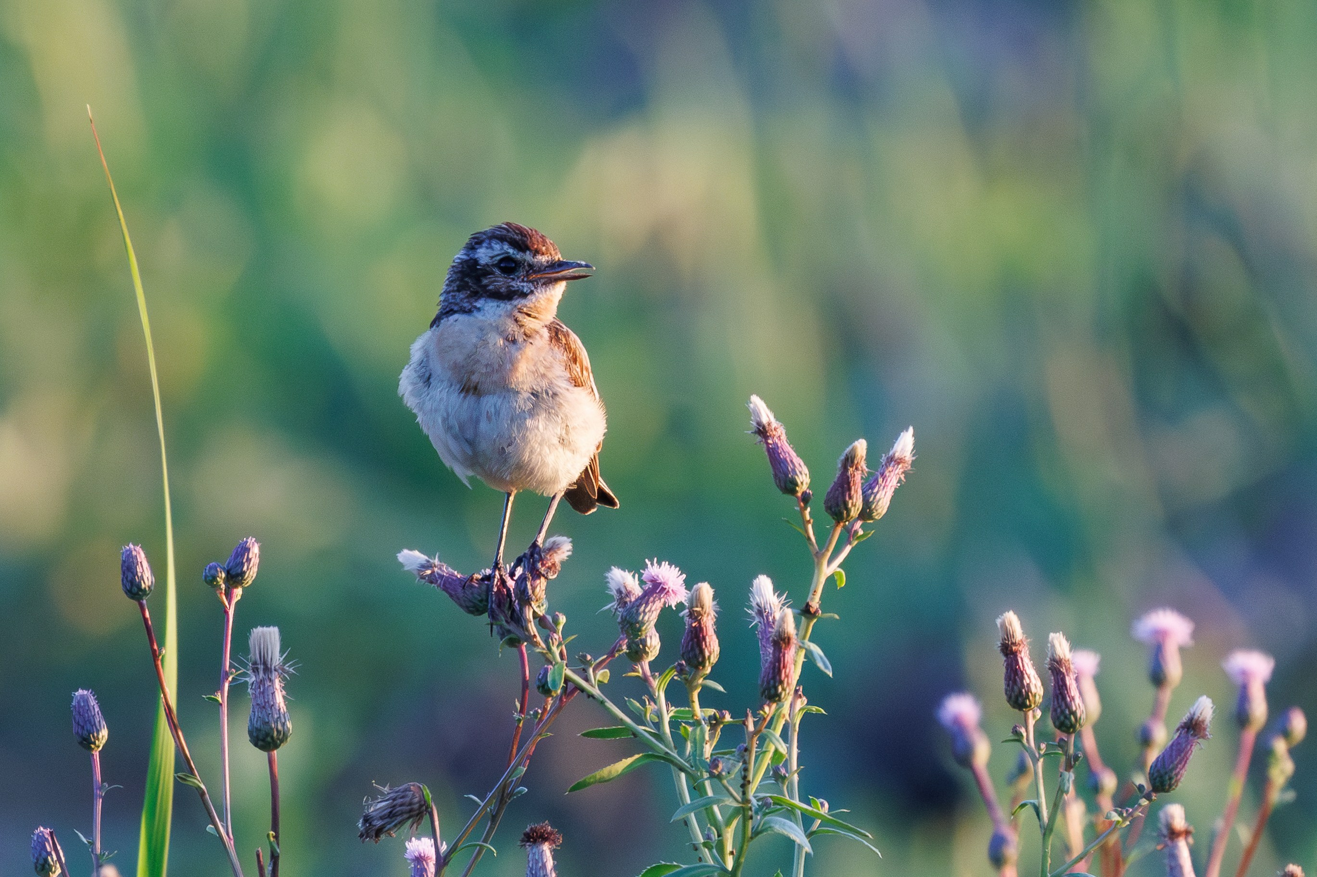 Птицы Москворецкого пойменного заказника. Птицы парков г. Люберцы