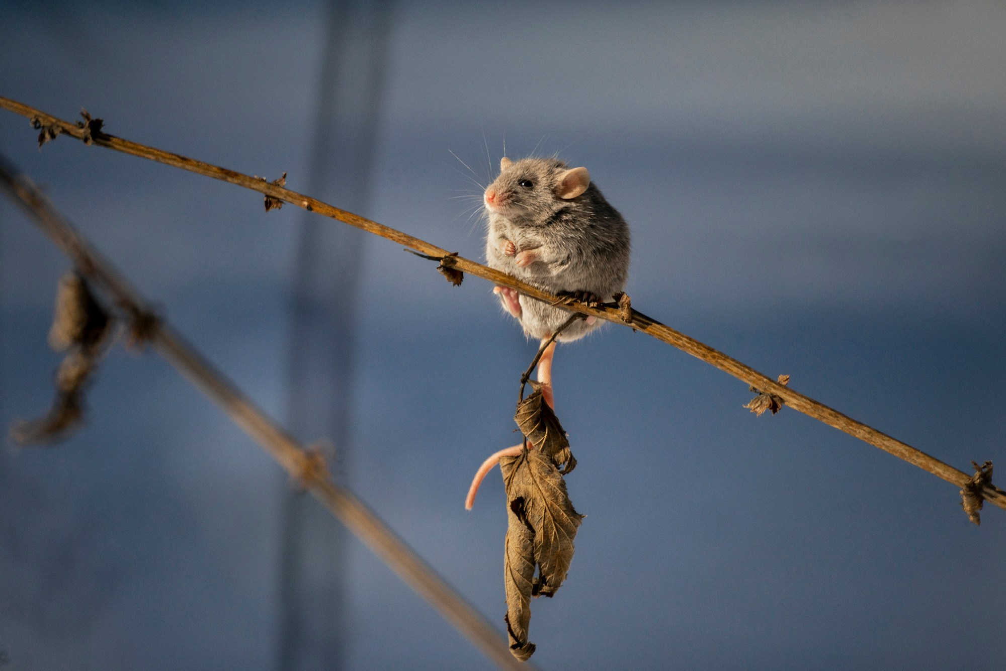 Животные. Ваш личный фотограф Марина Волкова