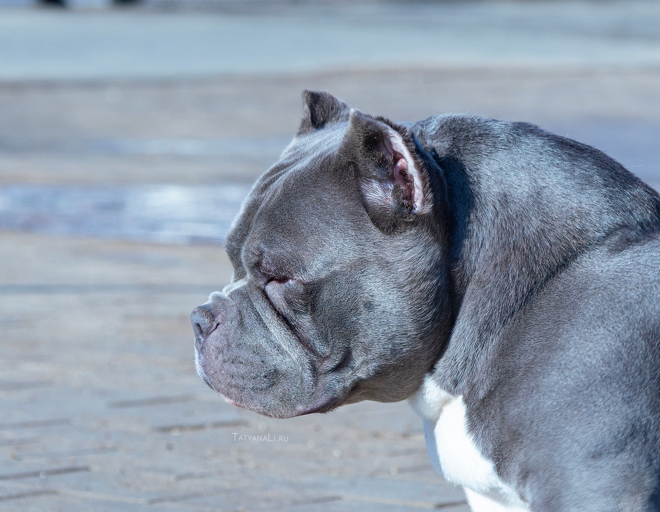 Американский булли. Фотограф — анималист Татьяна Ли