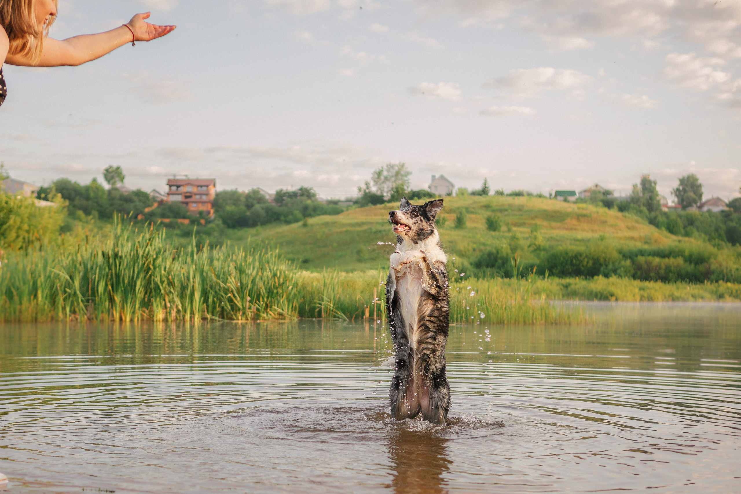 Таня и команда на рассвете. Фотограф анималист Кузнецова Анна Нижний Новгород