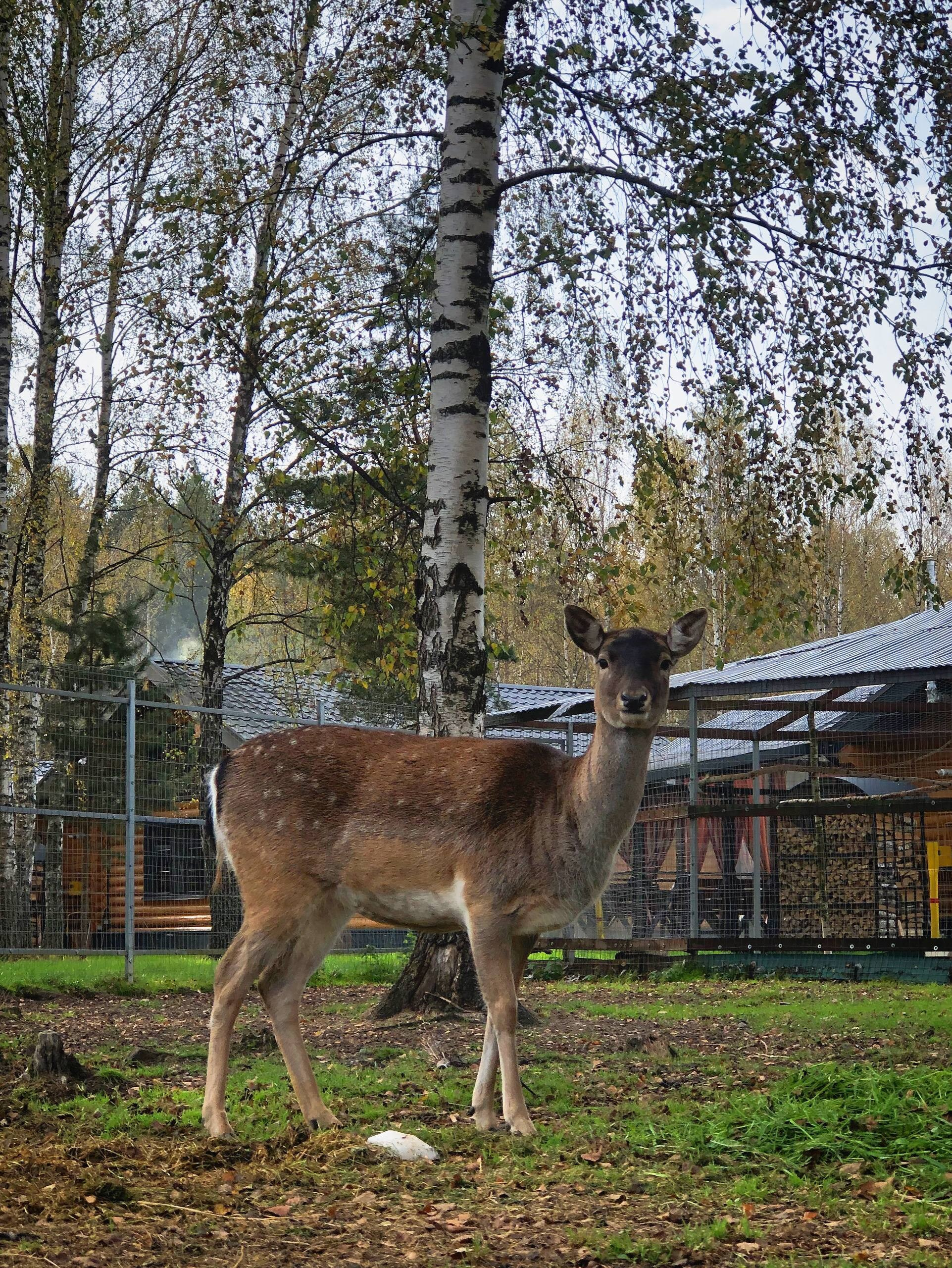 Лесной Дух. DRONBERRY — Аэросъемка Ярославль