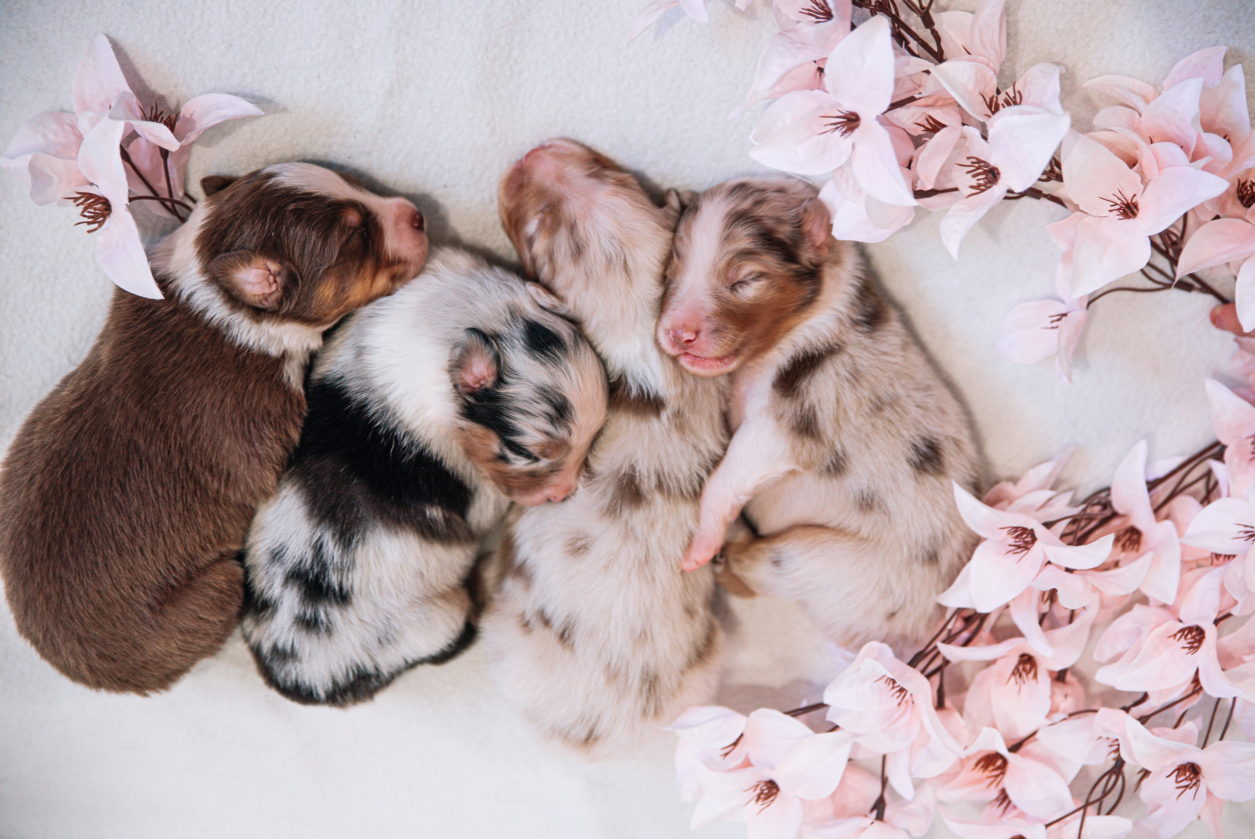 Аусси щенки нью борн. Главная