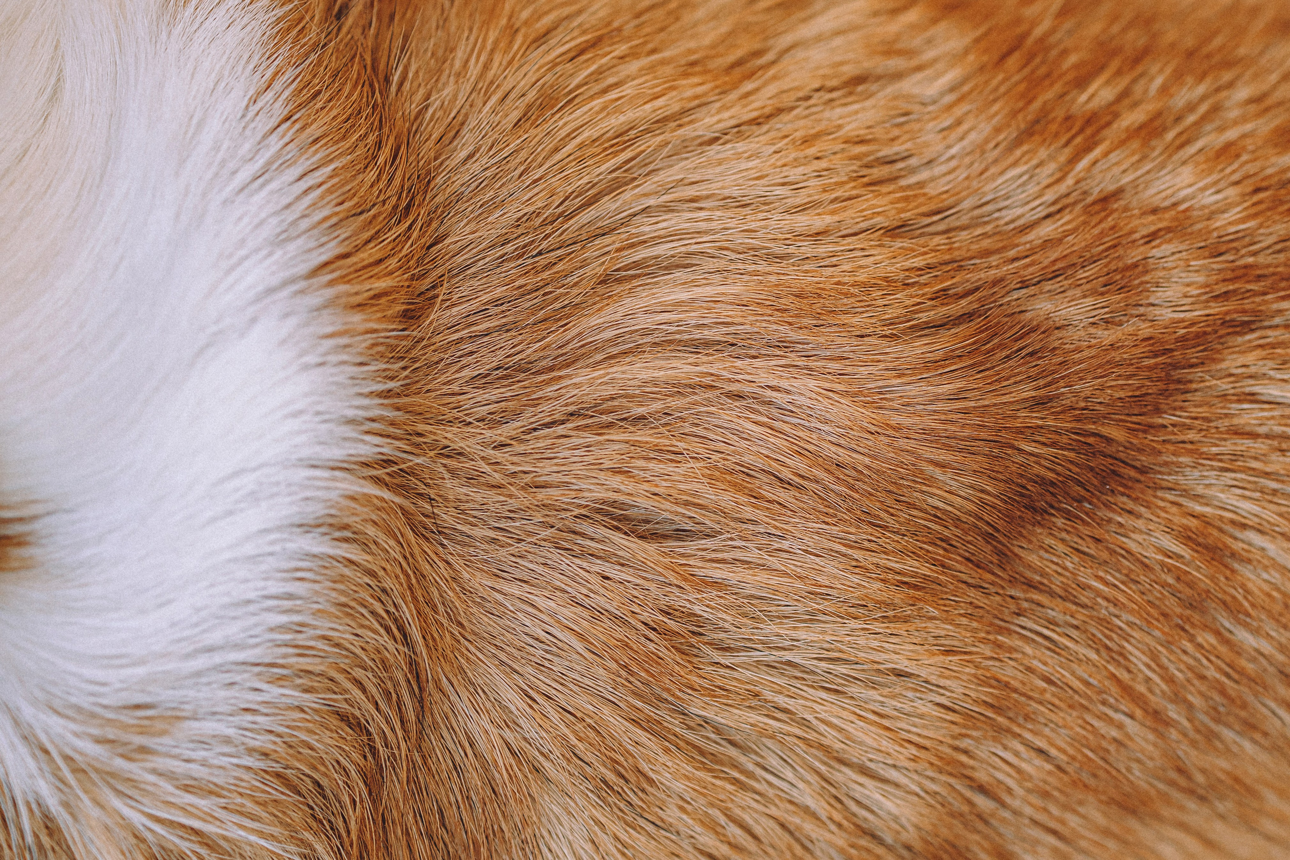 Вика и Мейзи