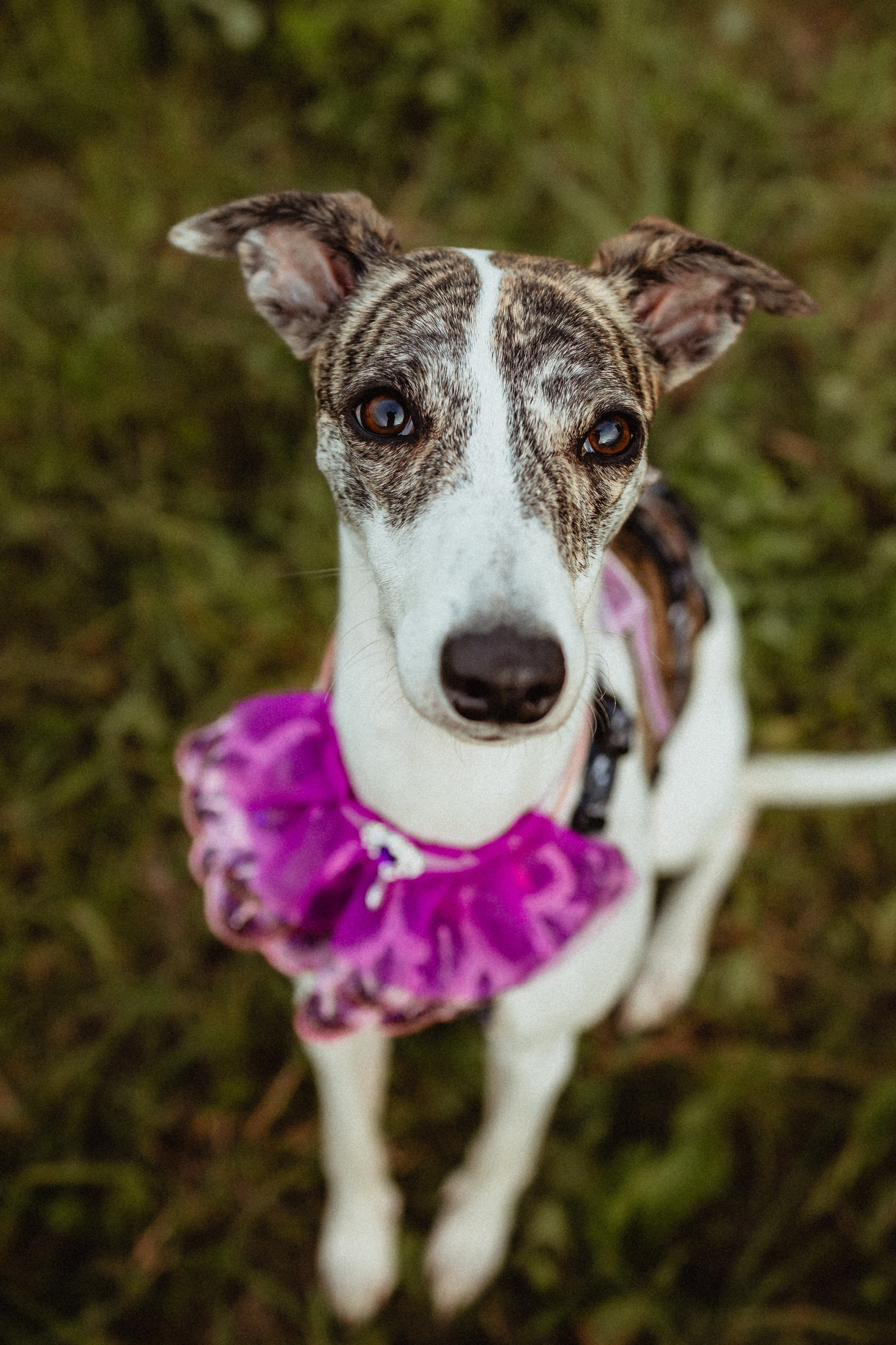 Выездной дог-тренинг от школы «Шерсть имею»