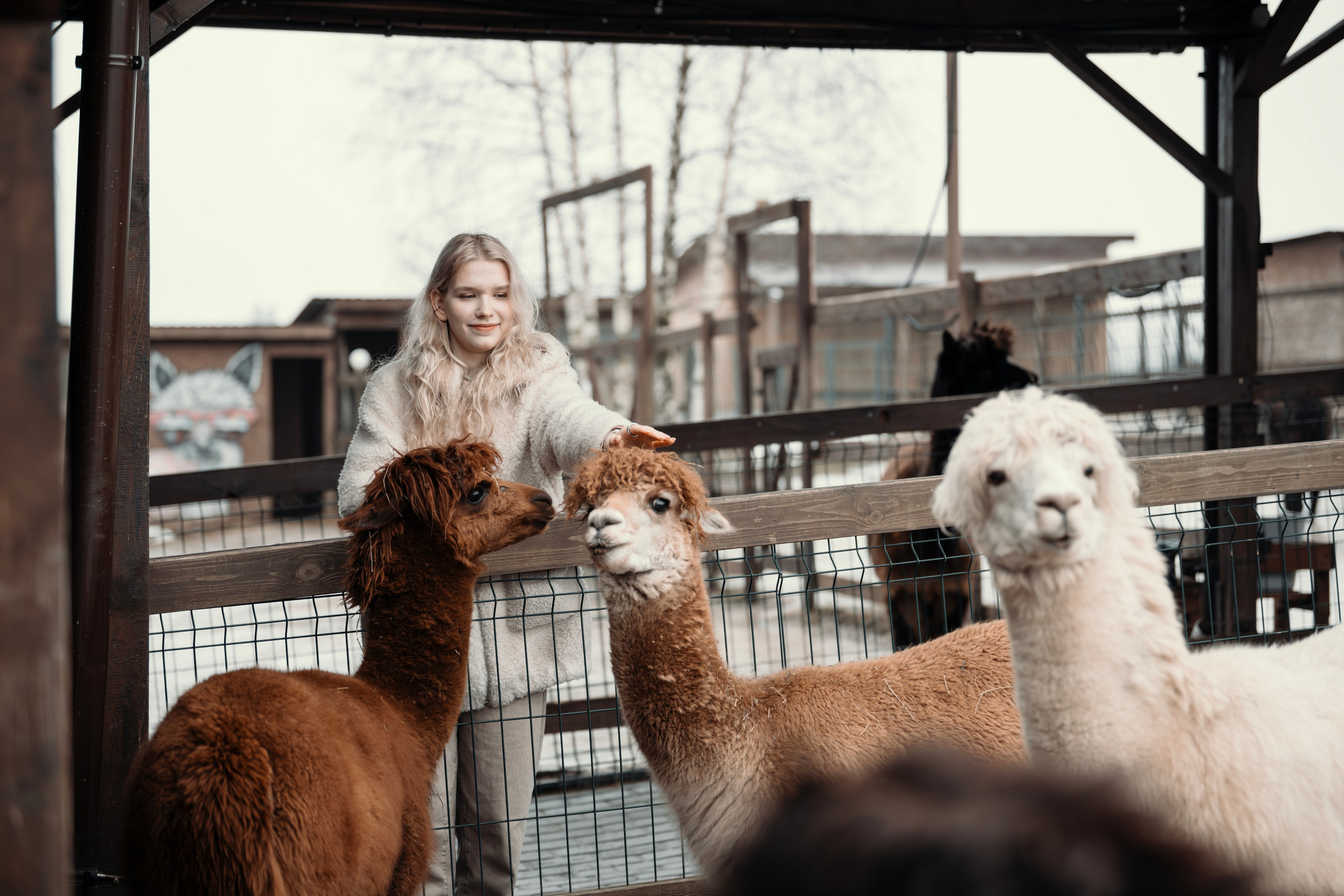 Альпаки. Свадебный и семейный фотограф в Москве Елена Новикова