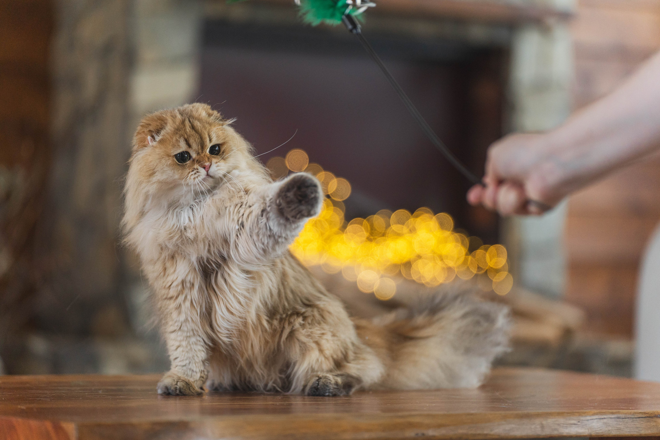 Питомник Шотландских кошек. Фотограф в Москве Ленарская Дарья