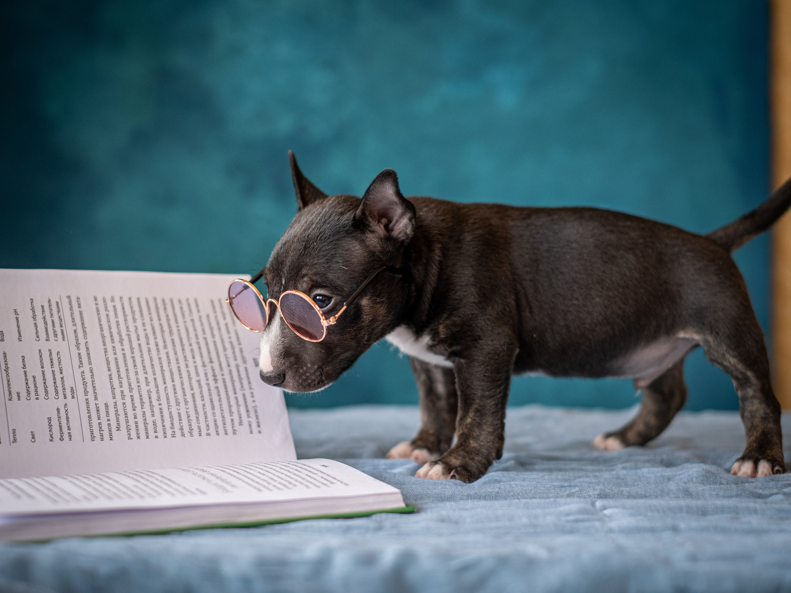 Сладкие булочки (МБТ — миниатюрный бультерьер) для Ильи). Зоофотограф, фотограф животных в Москве и области Дина Дамоцева