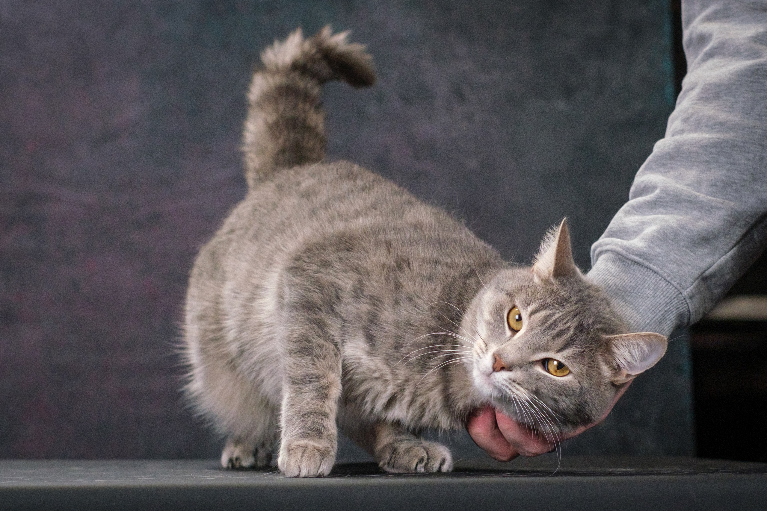 Котики Мурмурии). Зоофотограф, фотограф животных в Москве и области Дина Дамоцева