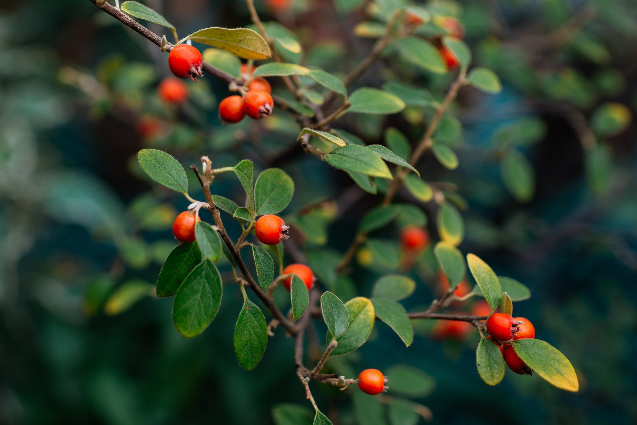 Ботанический сад. Субтропический маршрут. Март 26. Репортажный фотограф в Санкт-Петербурге Анастасия Клёпова