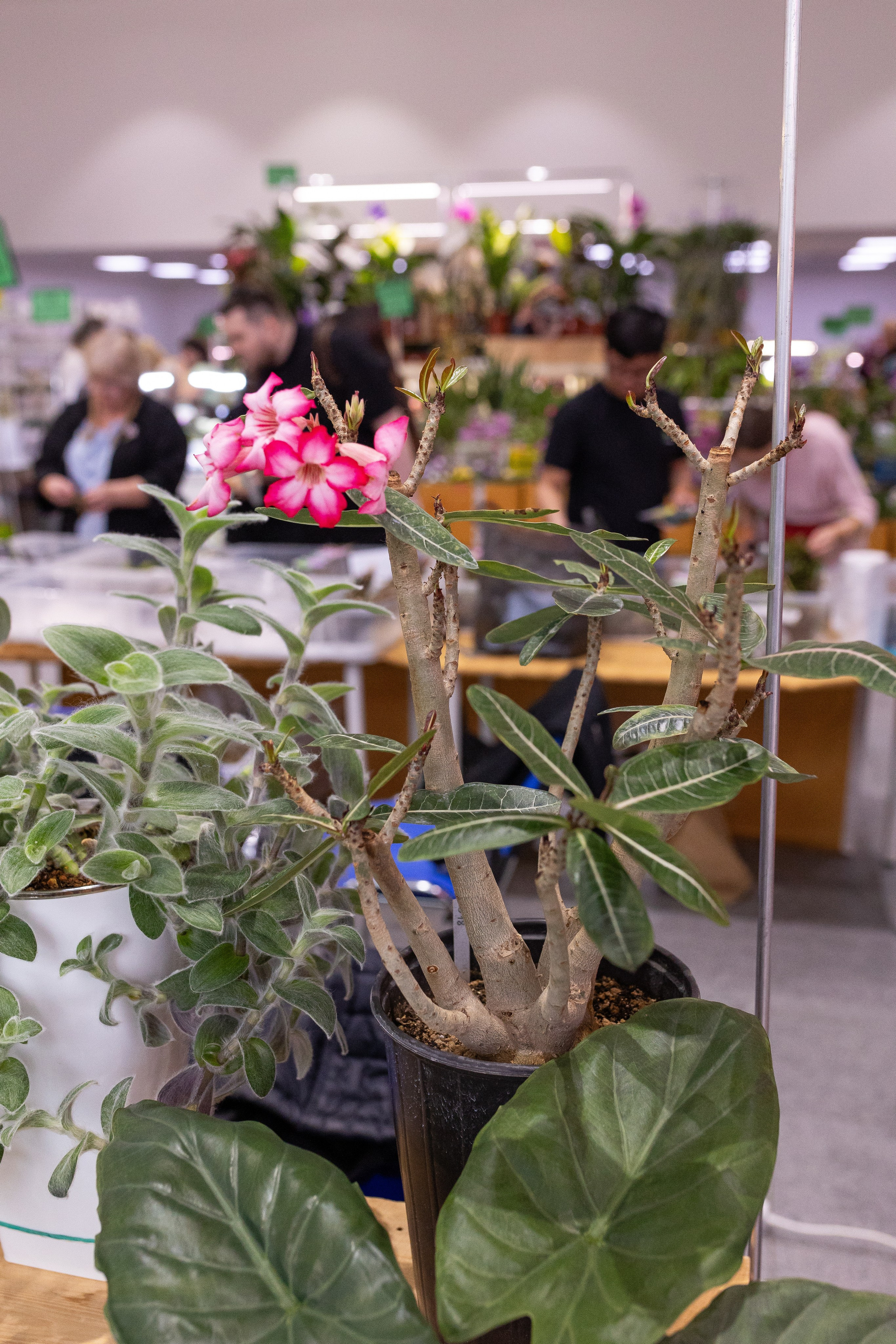 Орхидиум май 2025. Александра Куликова фотограф, Москва