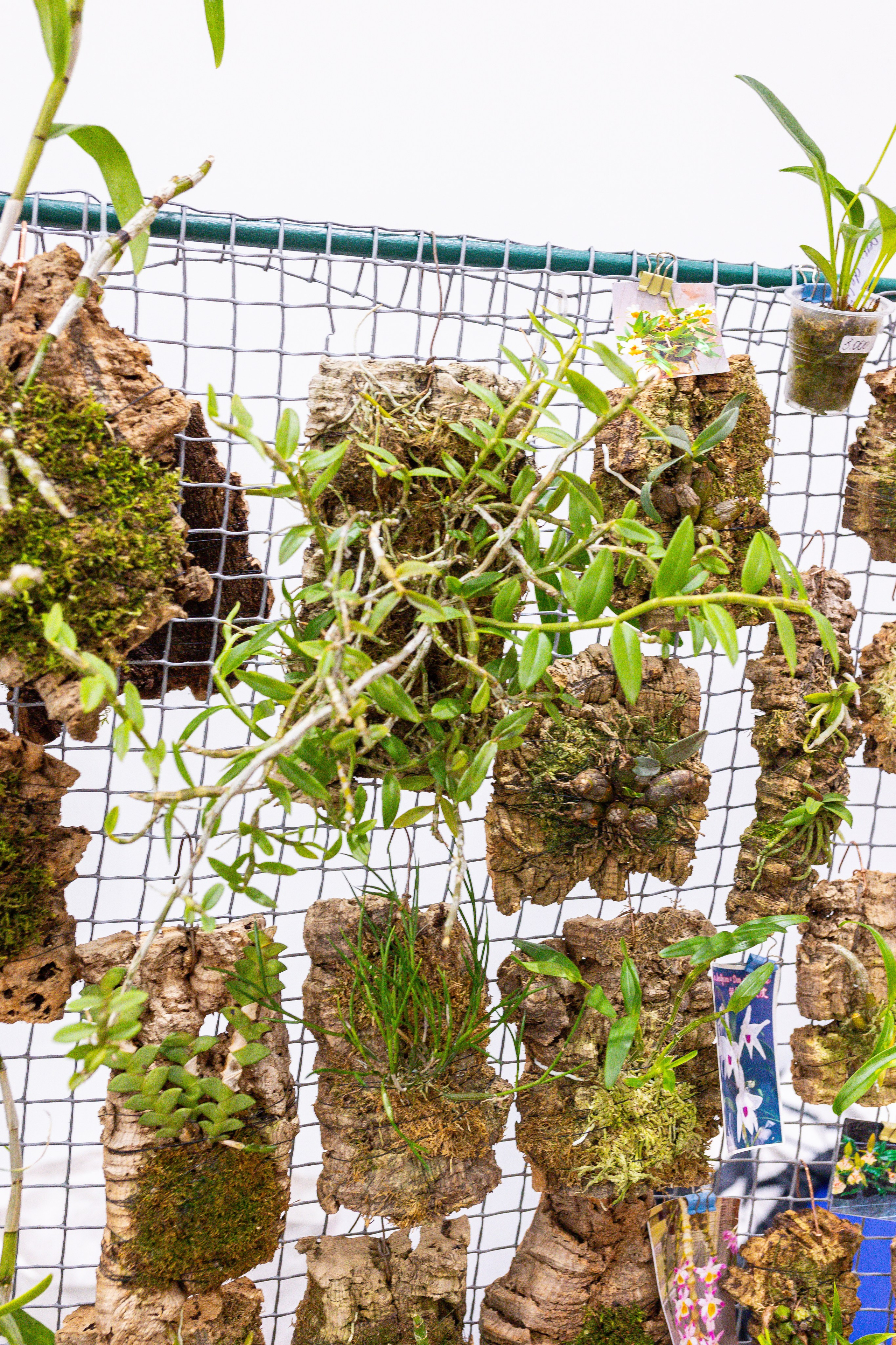 Монстериум 11–12 октября. Александра Куликова фотограф, Москва