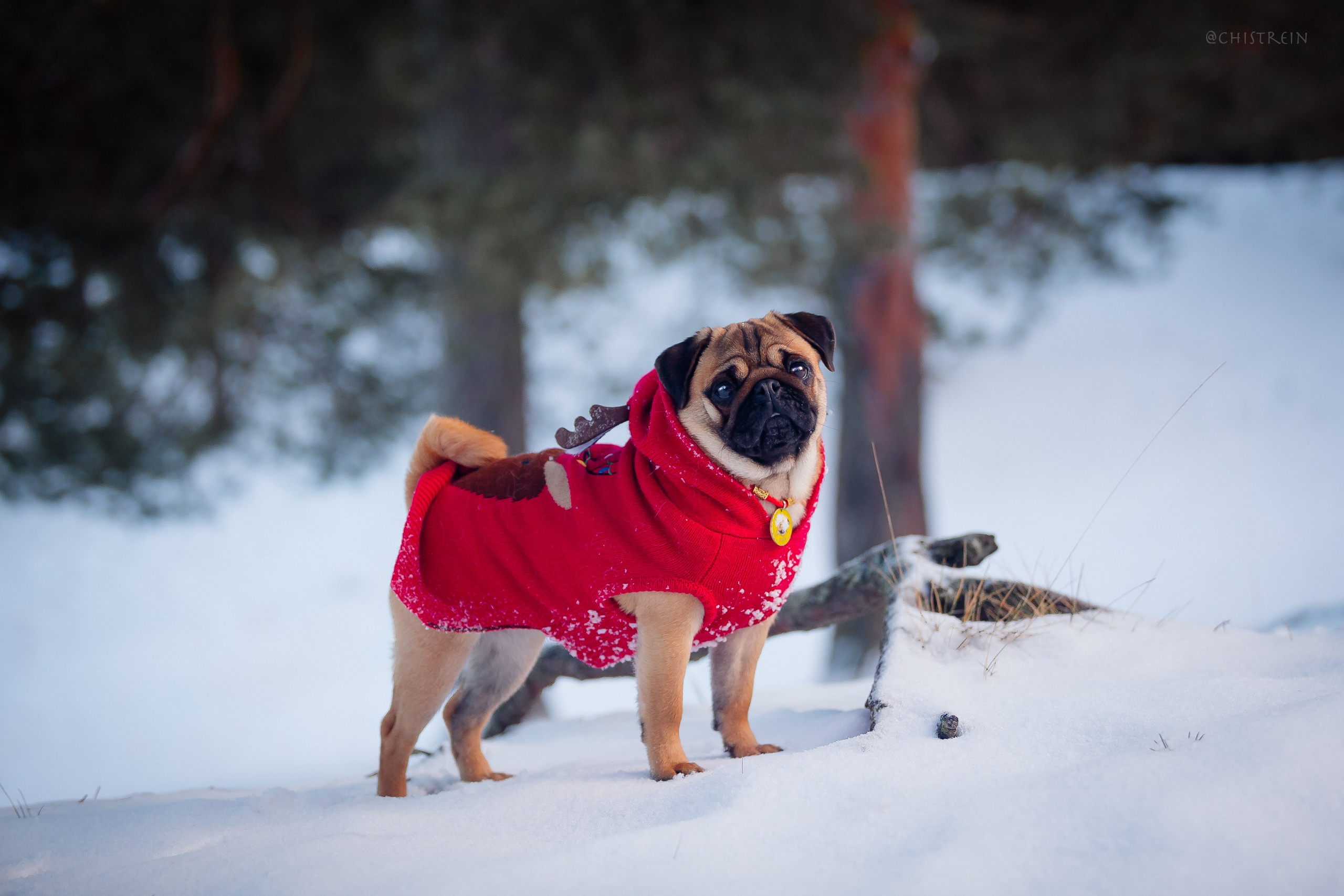 Новогоднее настроение. Роза. Фотограф-анималист Наталия Чистюхина в г. Сосновый Бор и ЛО