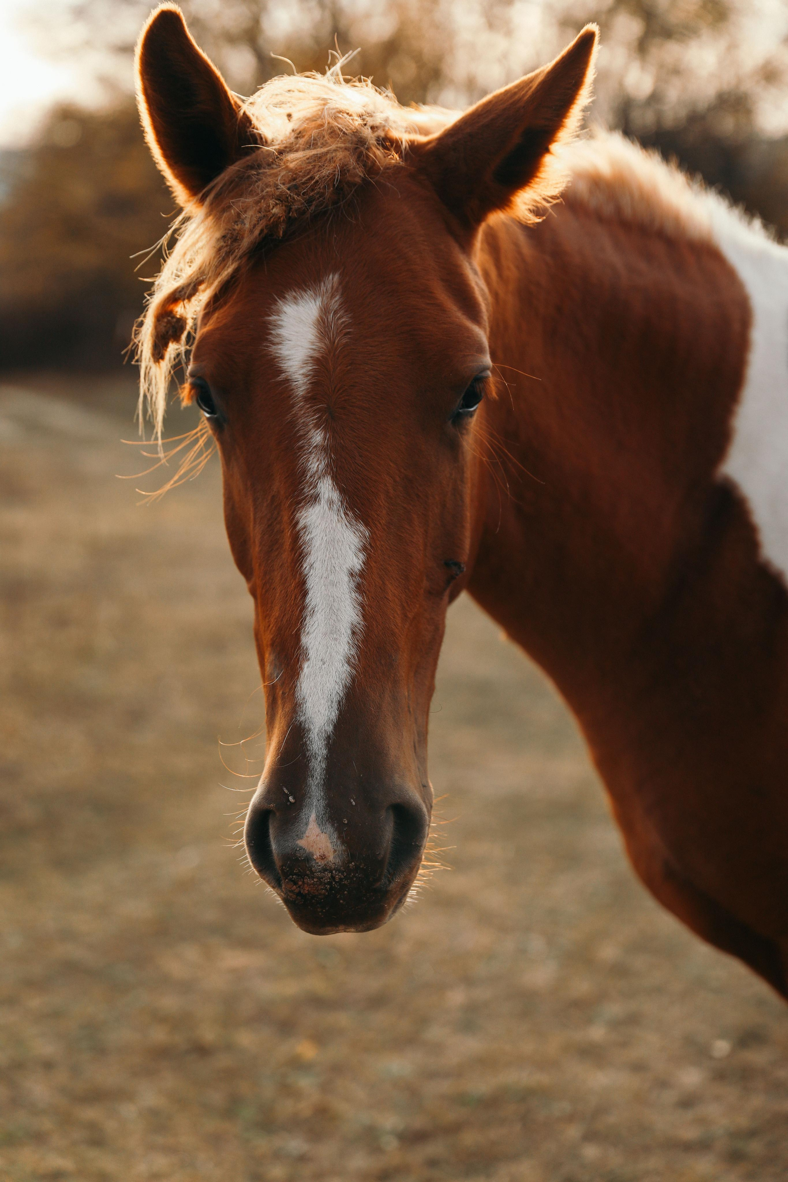 Осенняя история Валерии и Евгения. Свадебный и семейный фотограф в Севастополе и Крыму Анастасия Сураева