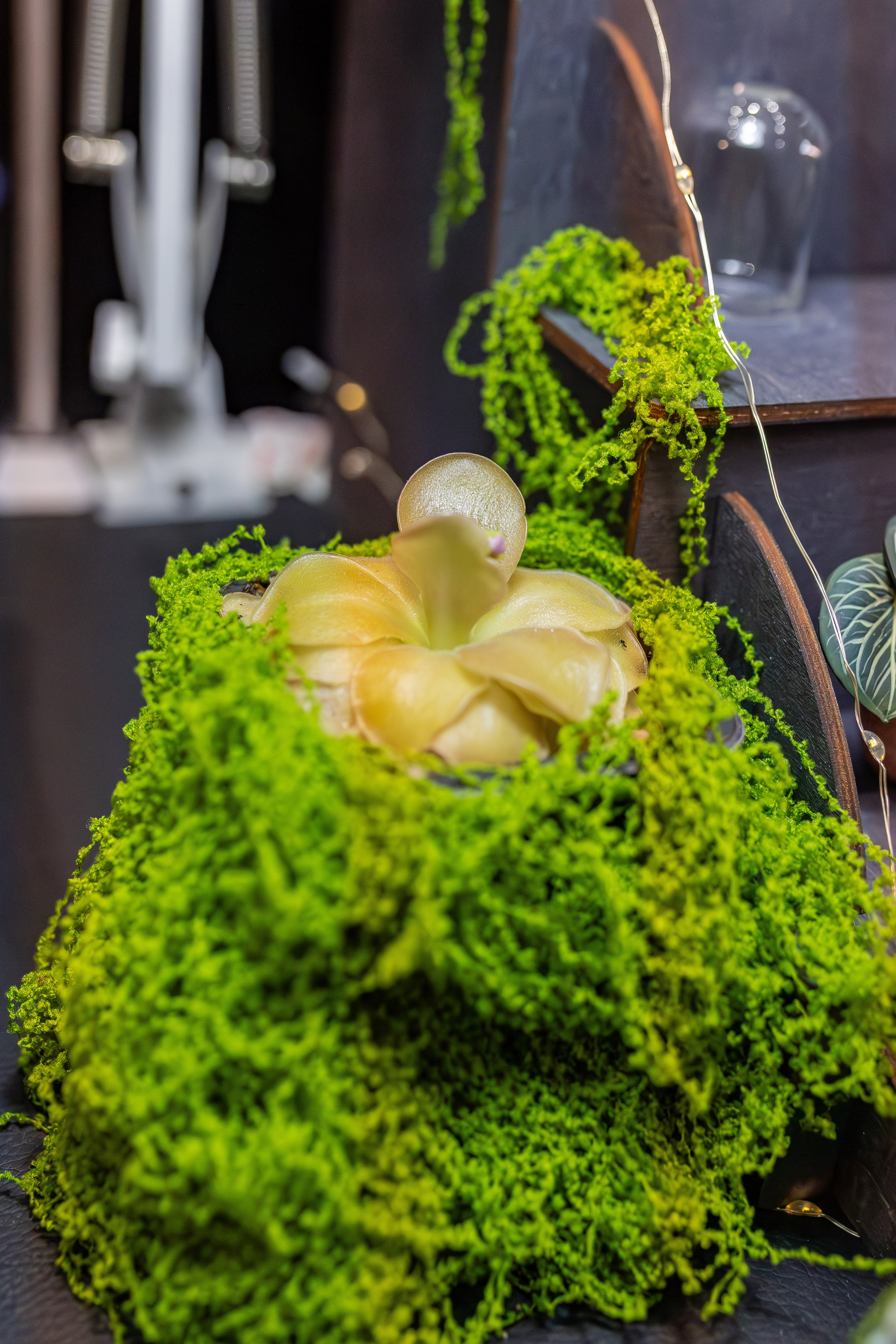 Монстериум апрель 2026. Александра Куликова фотограф, Москва