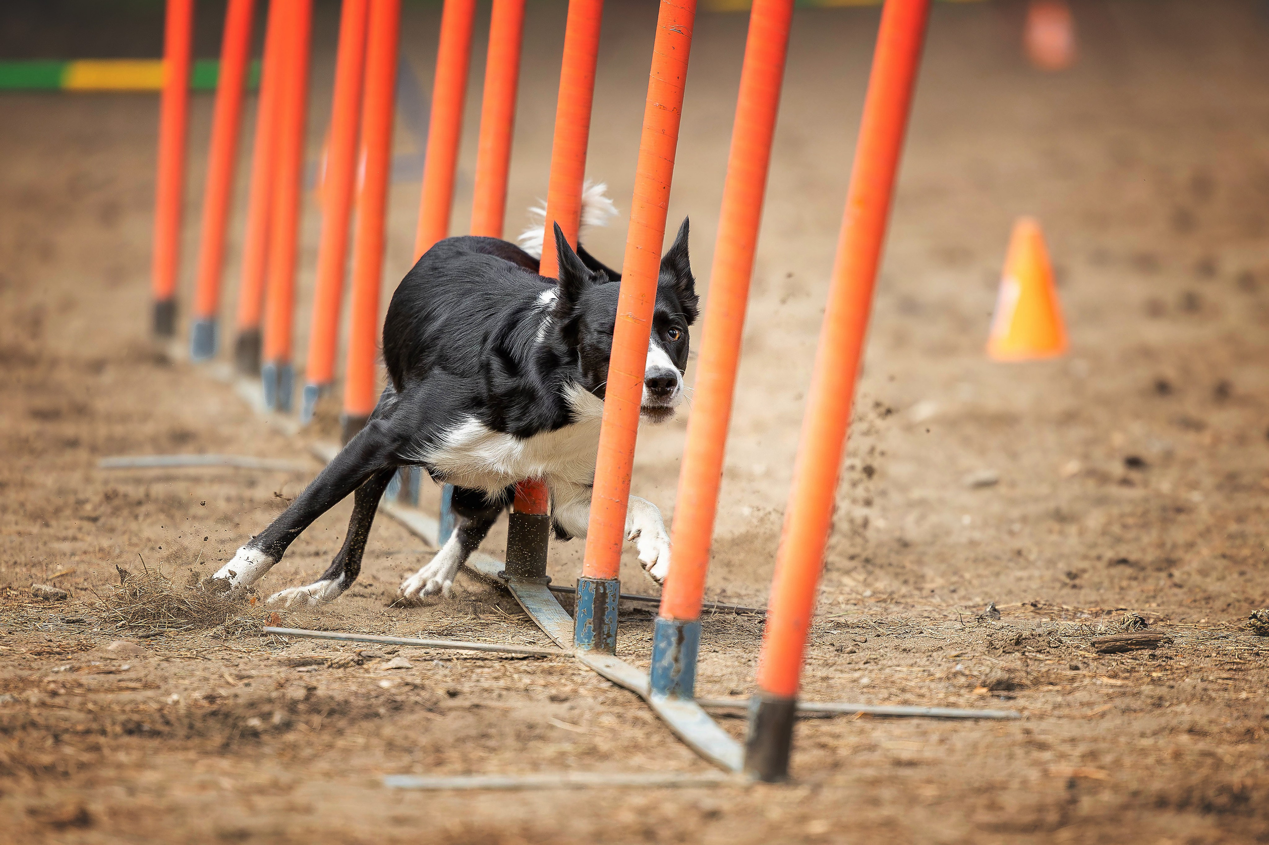 Тренировка аджилити. Фотограф Анималист в Перми Анастасия Остерман