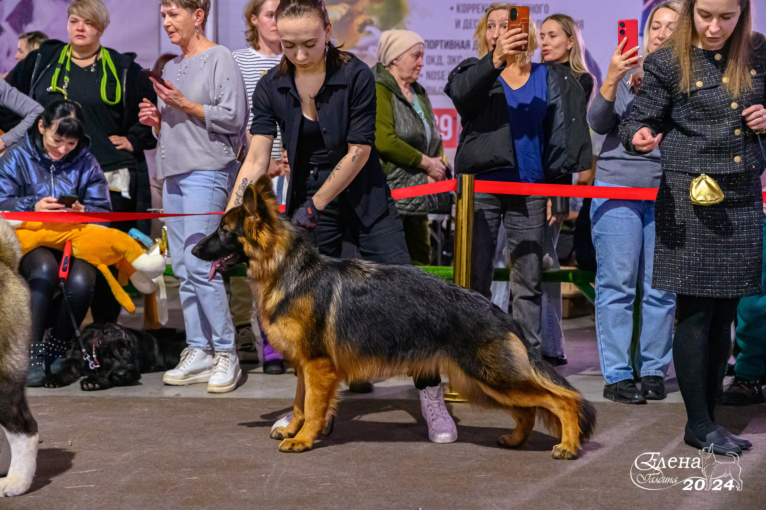 Отзывы. Фотограф анималист Елена Галдина г. Красноярск