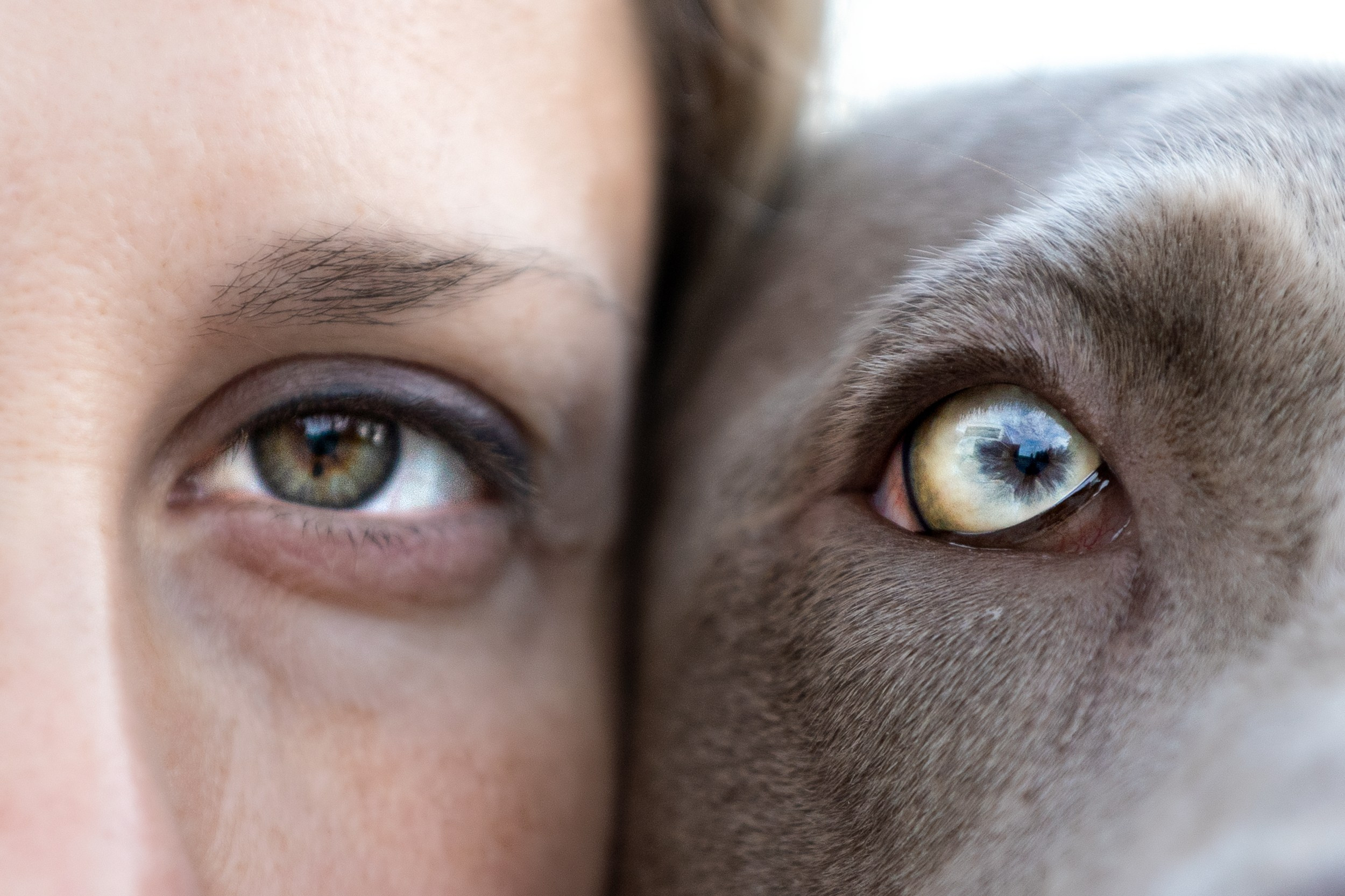 Оля, Джек и Айса. Фотограф-анималист в Калуге Мария Шерскова
