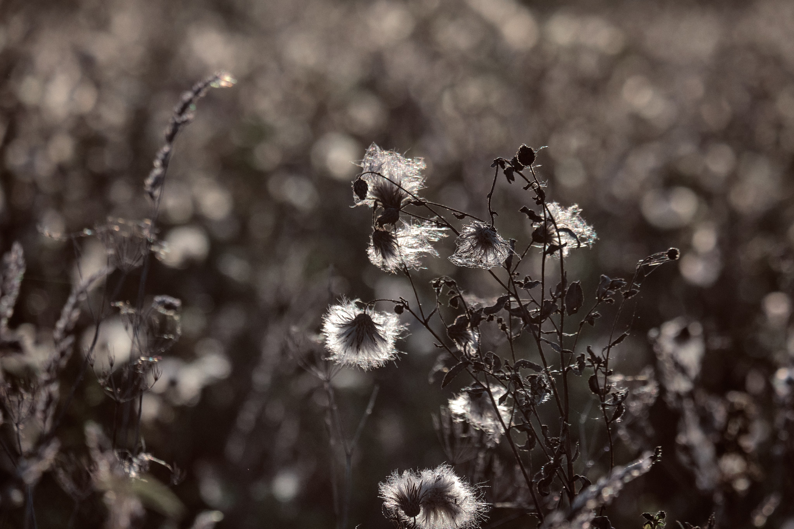 Suzdal City / The Golden Ring of Russia. Aleksandr Kobtsev